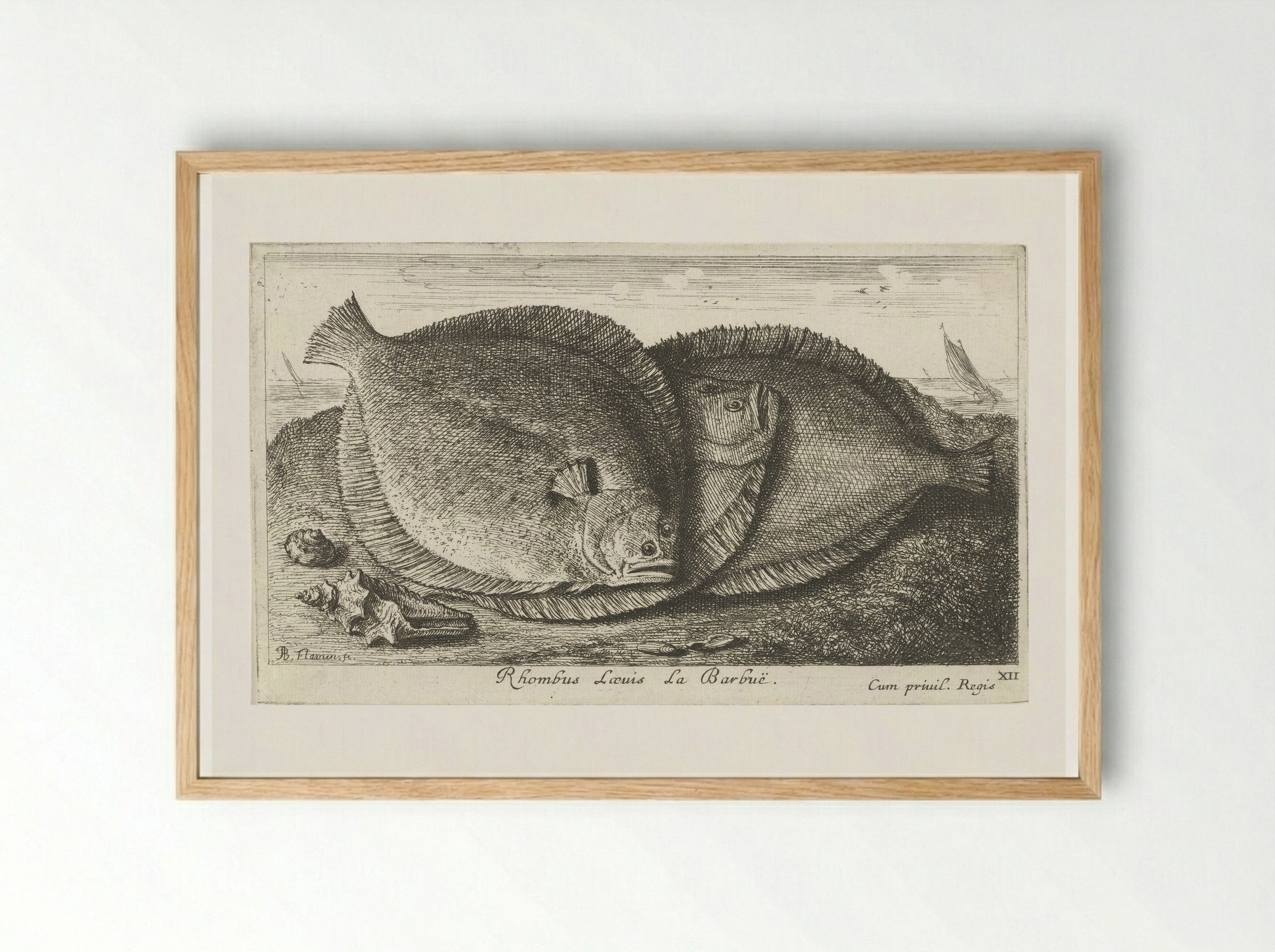 Rhombus Laevis La Barbuë - Jacques van Merlen - Framed Print Wood