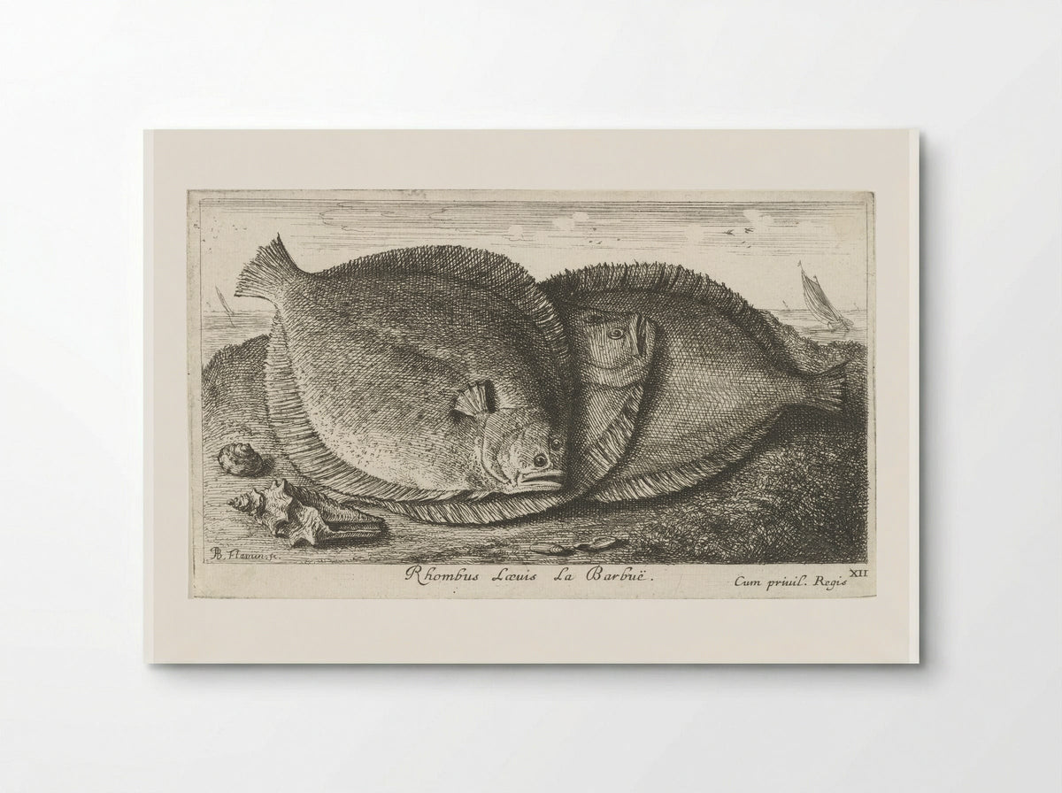 Rhombus Laevis La Barbuë - Jacques van Merlen - Poster