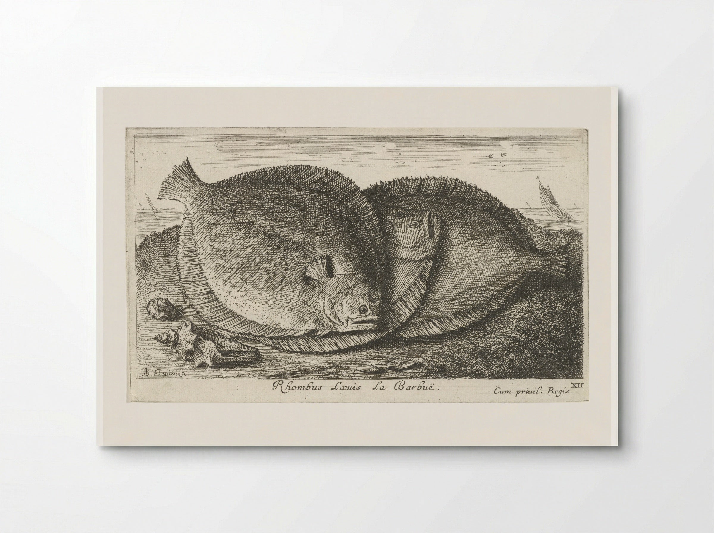 Rhombus Laevis La Barbuë - Jacques van Merlen - Poster