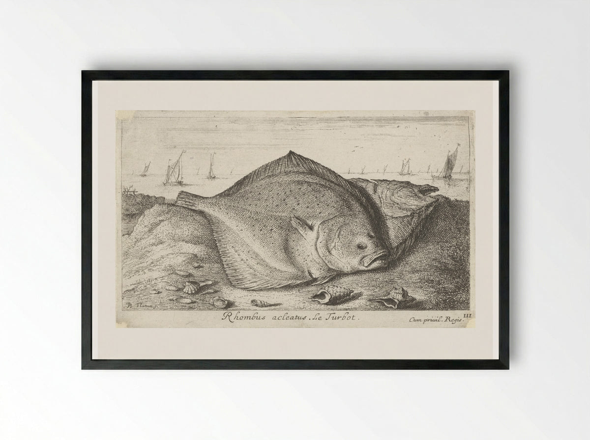Rhombus acleatus (Le Turbot) - Albert Flamen - Framed Print Black