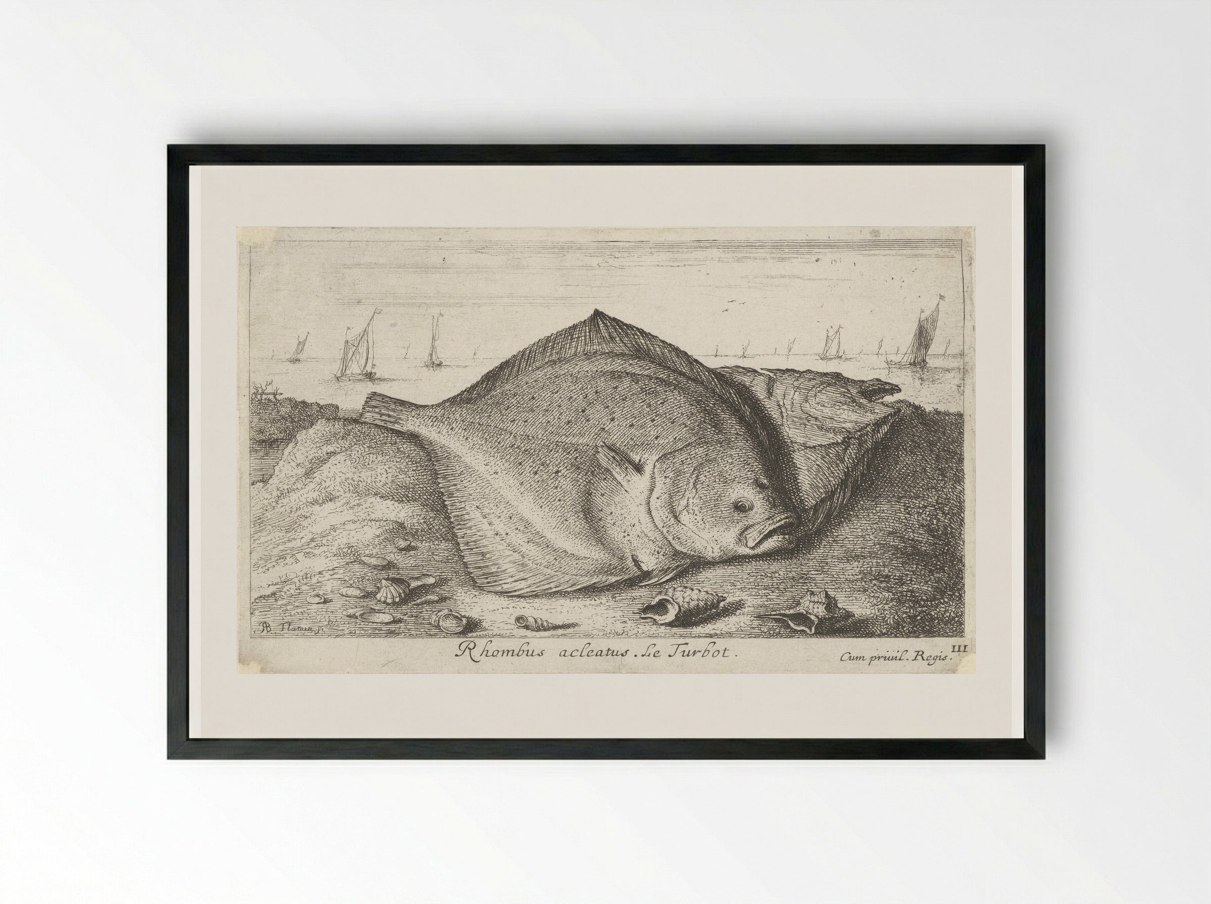 Rhombus acleatus (Le Turbot) - Albert Flamen - Framed Print Black