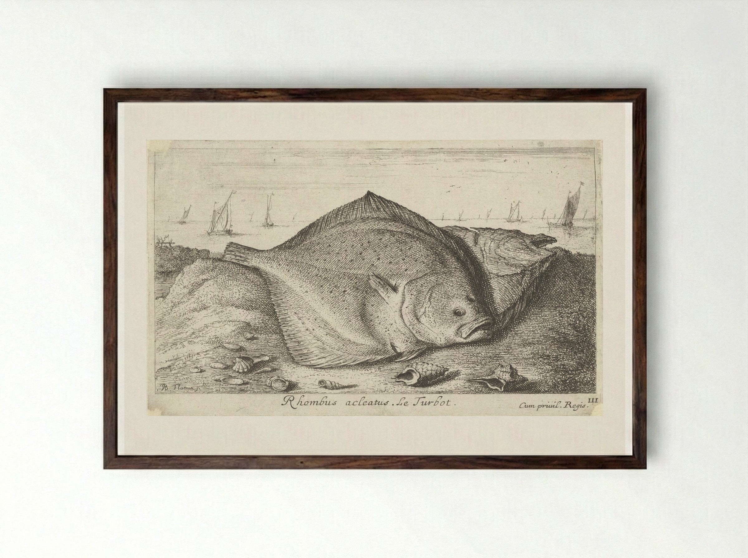 Rhombus acleatus (Le Turbot) - Albert Flamen - Framed Print Dark Wood