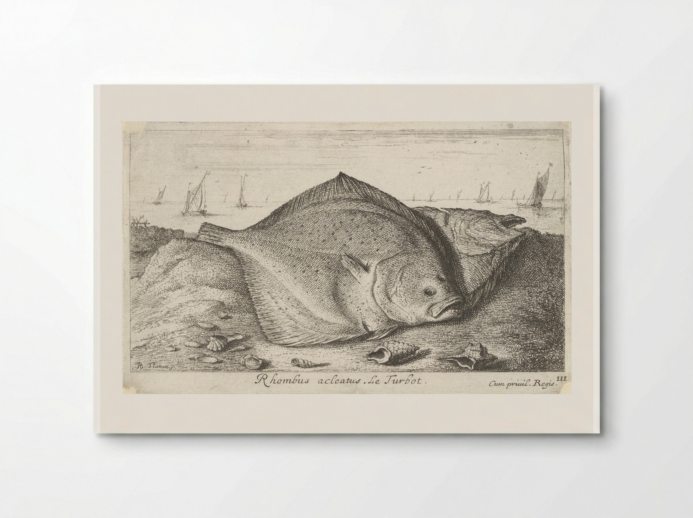 Rhombus acleatus (Le Turbot) - Albert Flamen - Poster