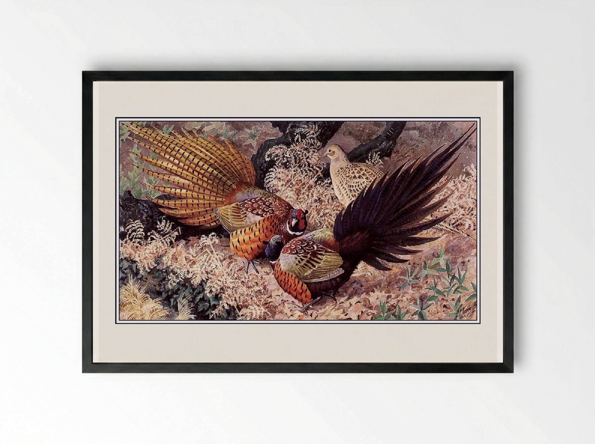 Ring-neck Pheasants - Charles Tunnicliffe - Framed Print Black