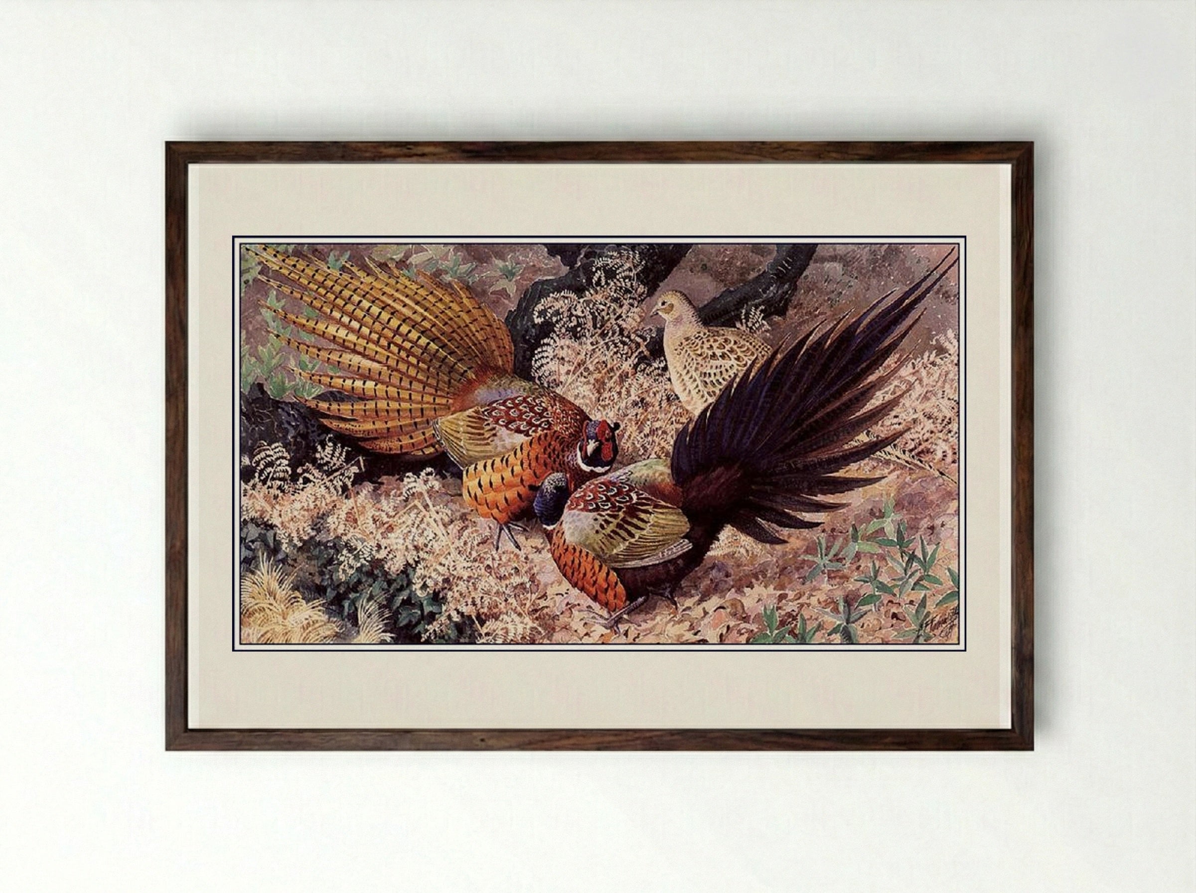 Ring-neck Pheasants - Charles Tunnicliffe - Framed Print Dark Wood
