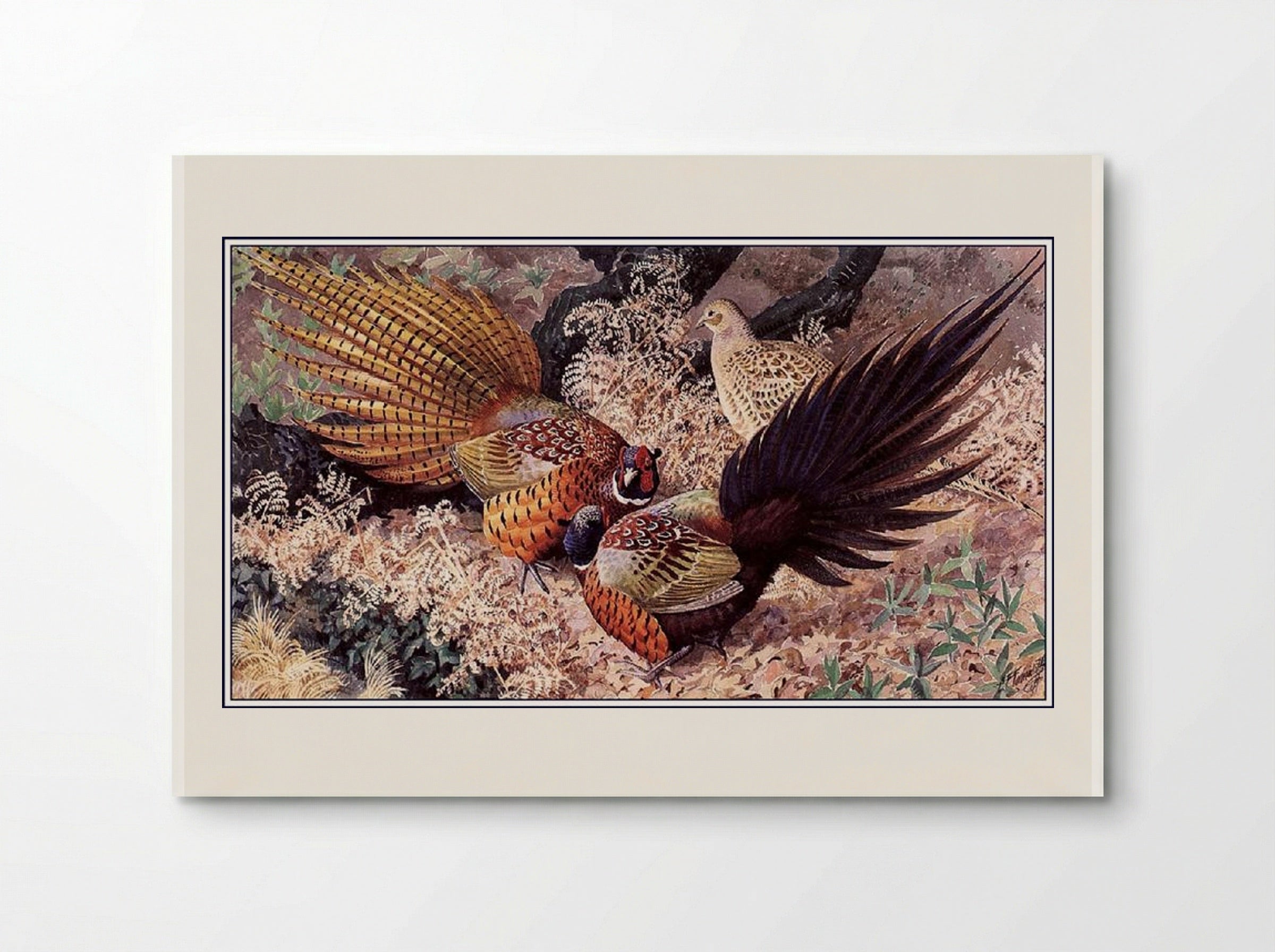 Ring-neck Pheasants - Charles Tunnicliffe - Poster