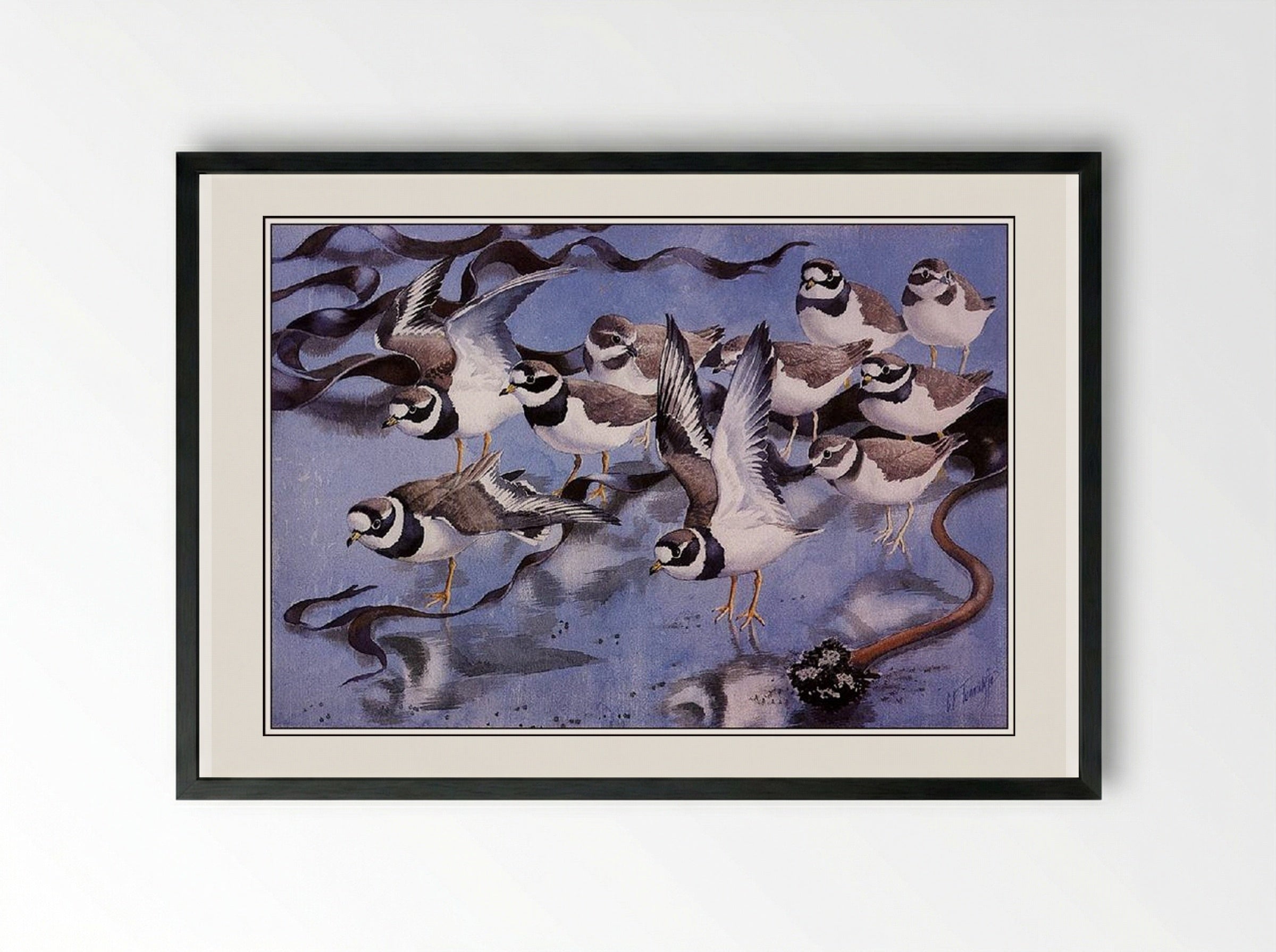 Ringed Plovers - Charles Tunnicliffe - Framed Print Black