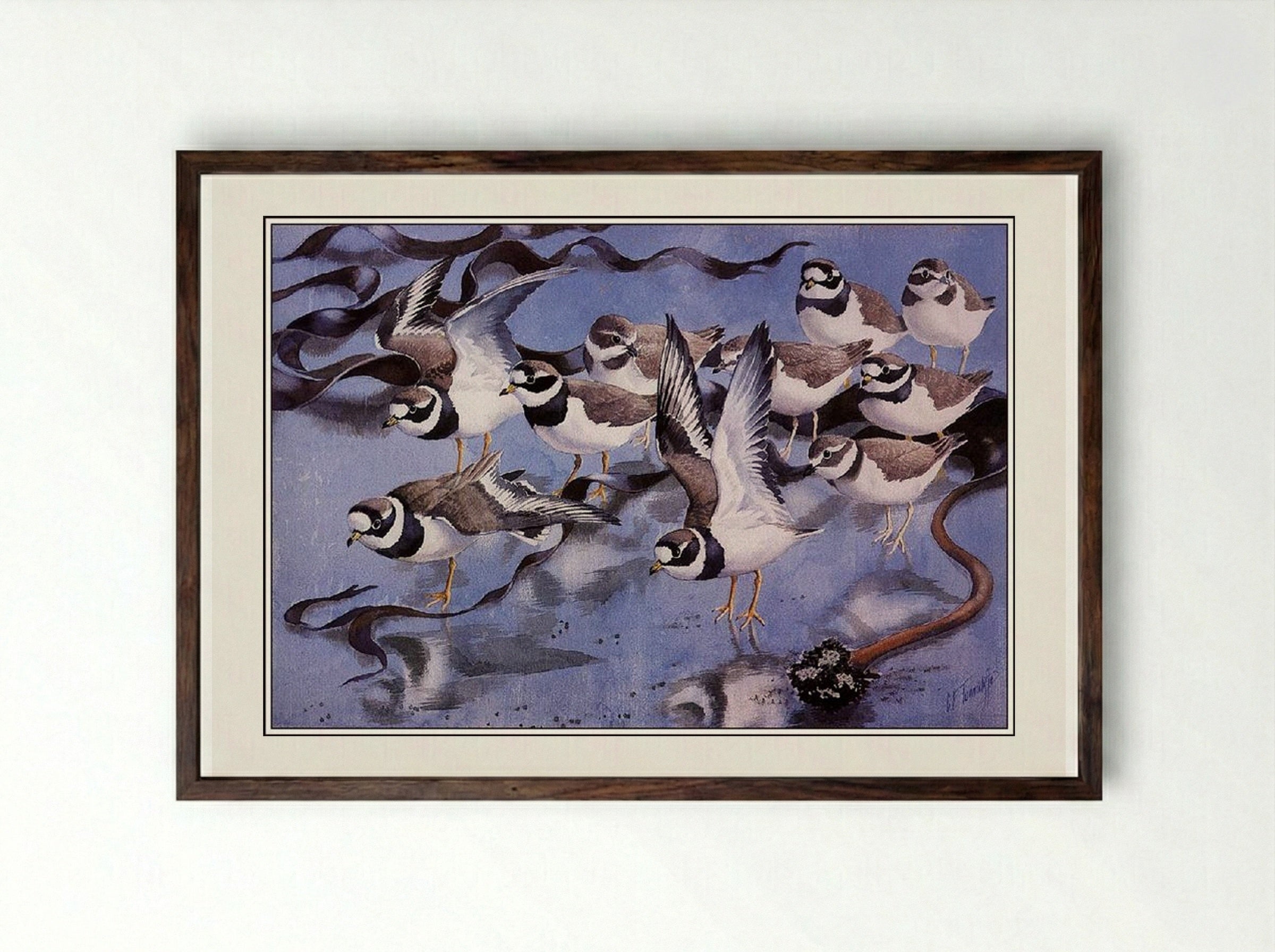 Ringed Plovers - Charles Tunnicliffe - Framed Print Dark Wood
