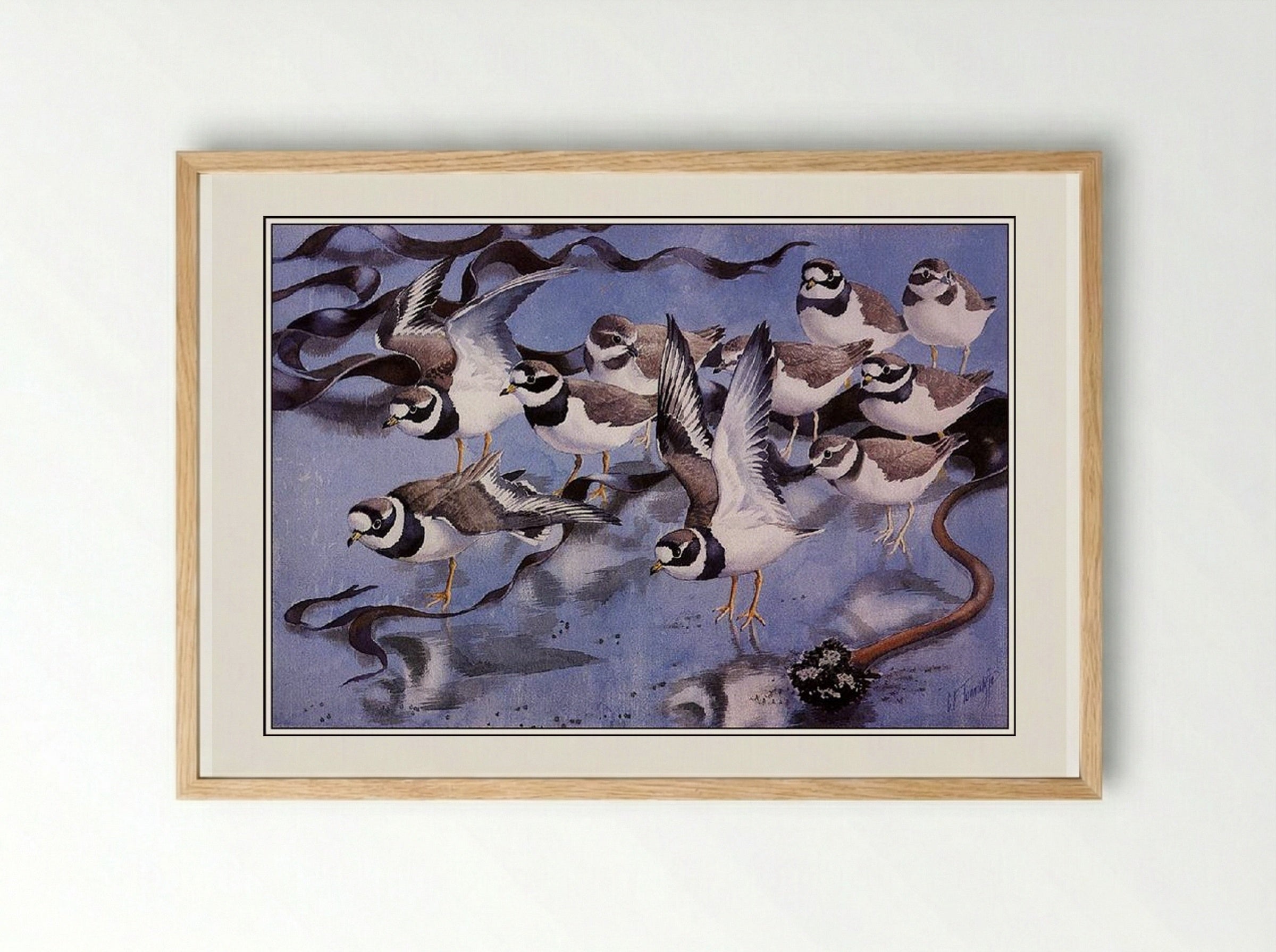 Ringed Plovers - Charles Tunnicliffe - Framed Print Wood