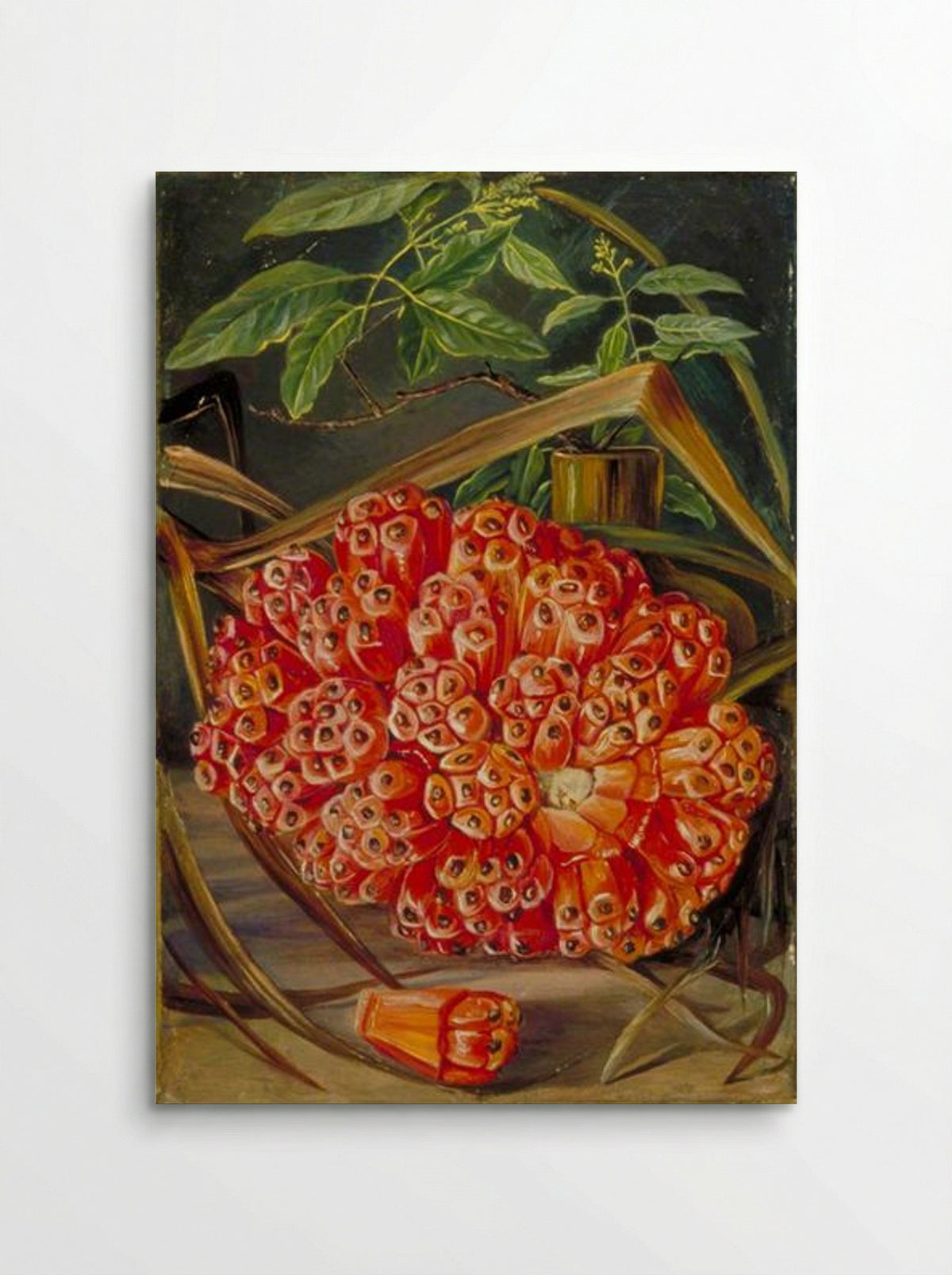 Ripe Fruit of a Screw Pine and a Sprig of Sandal Wood - Marianne North - Poster