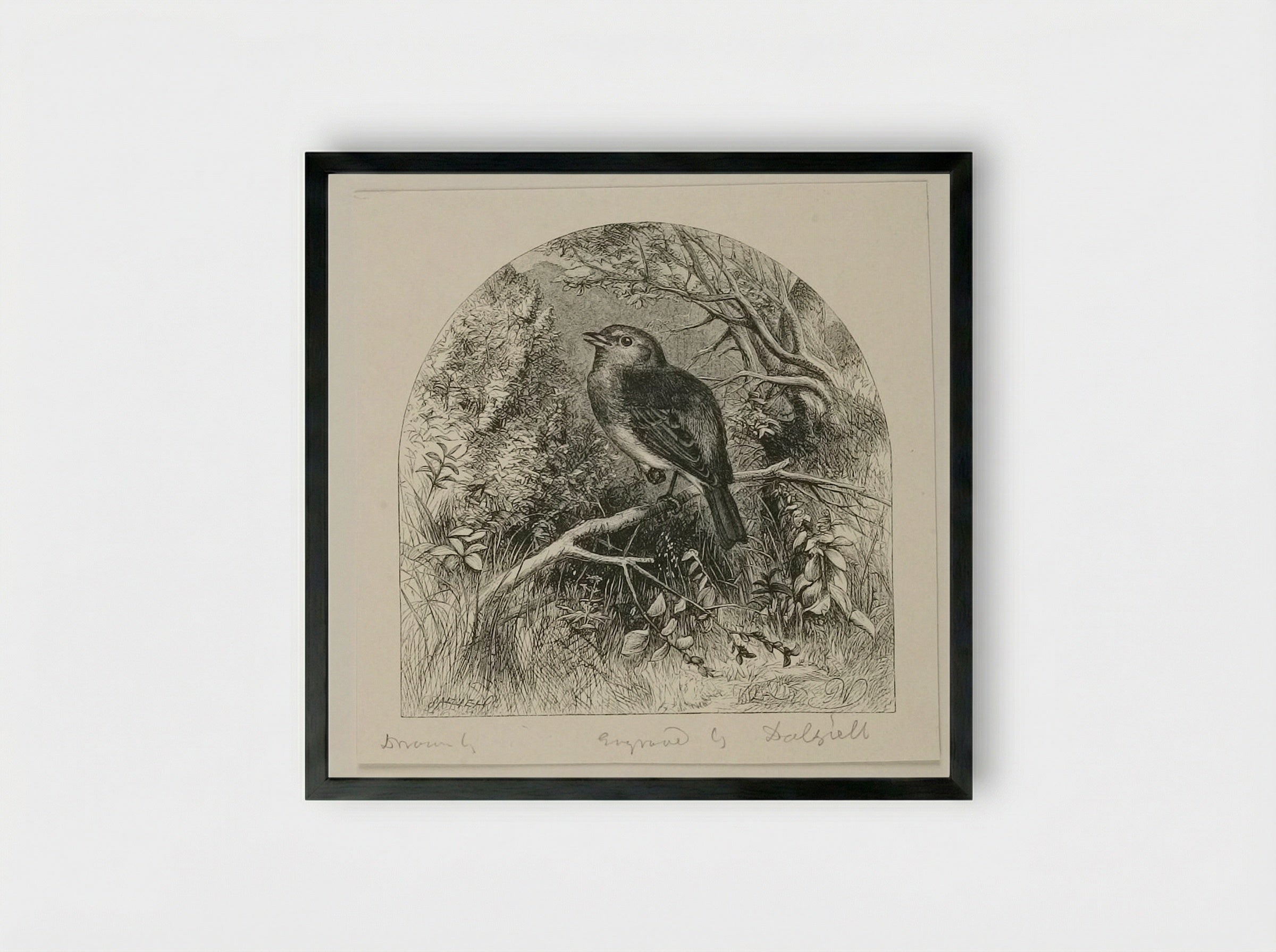 Robin - Edward Dalziel - Framed Print Black