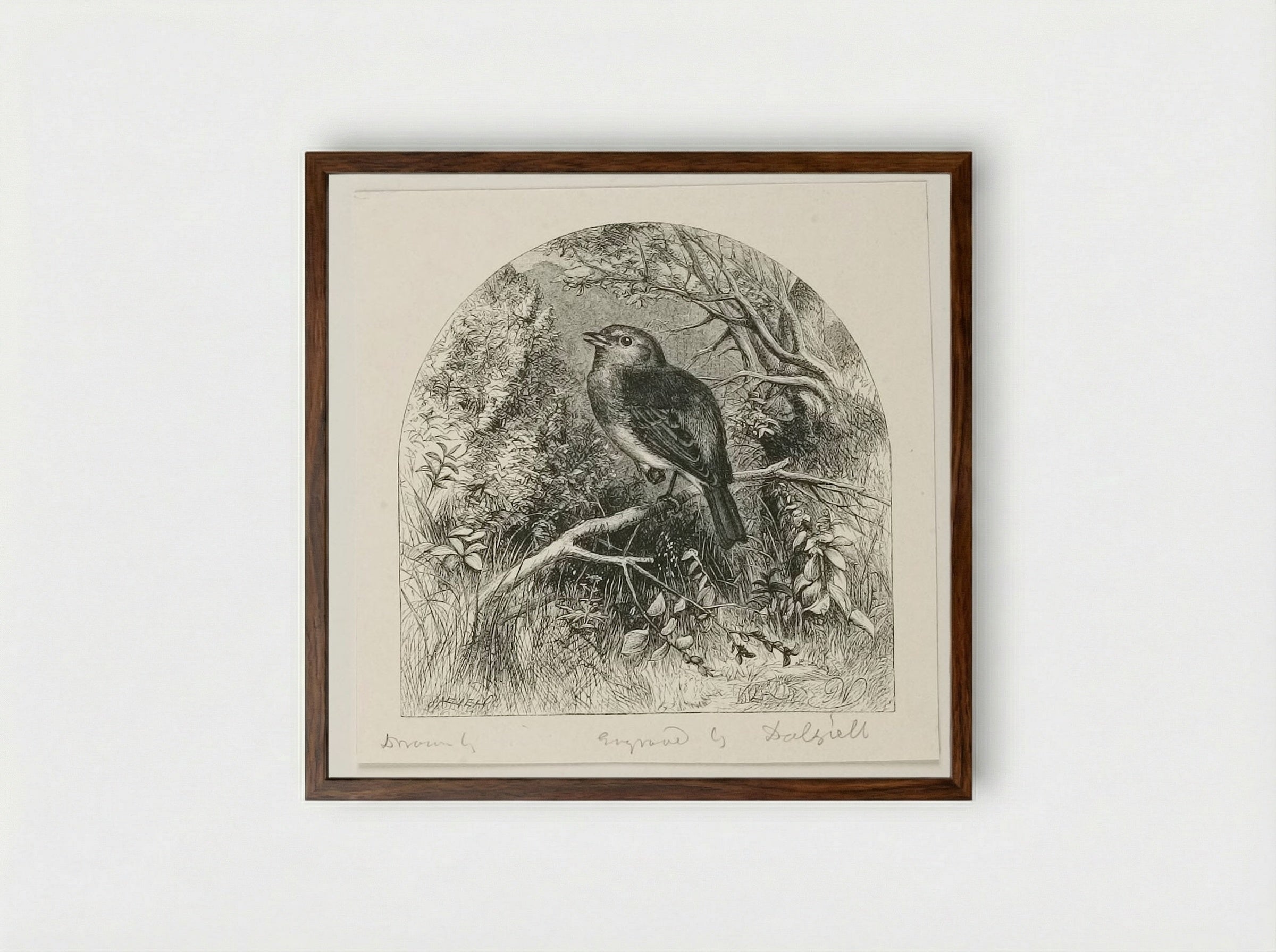 Robin - Edward Dalziel - Framed Print Dark Wood