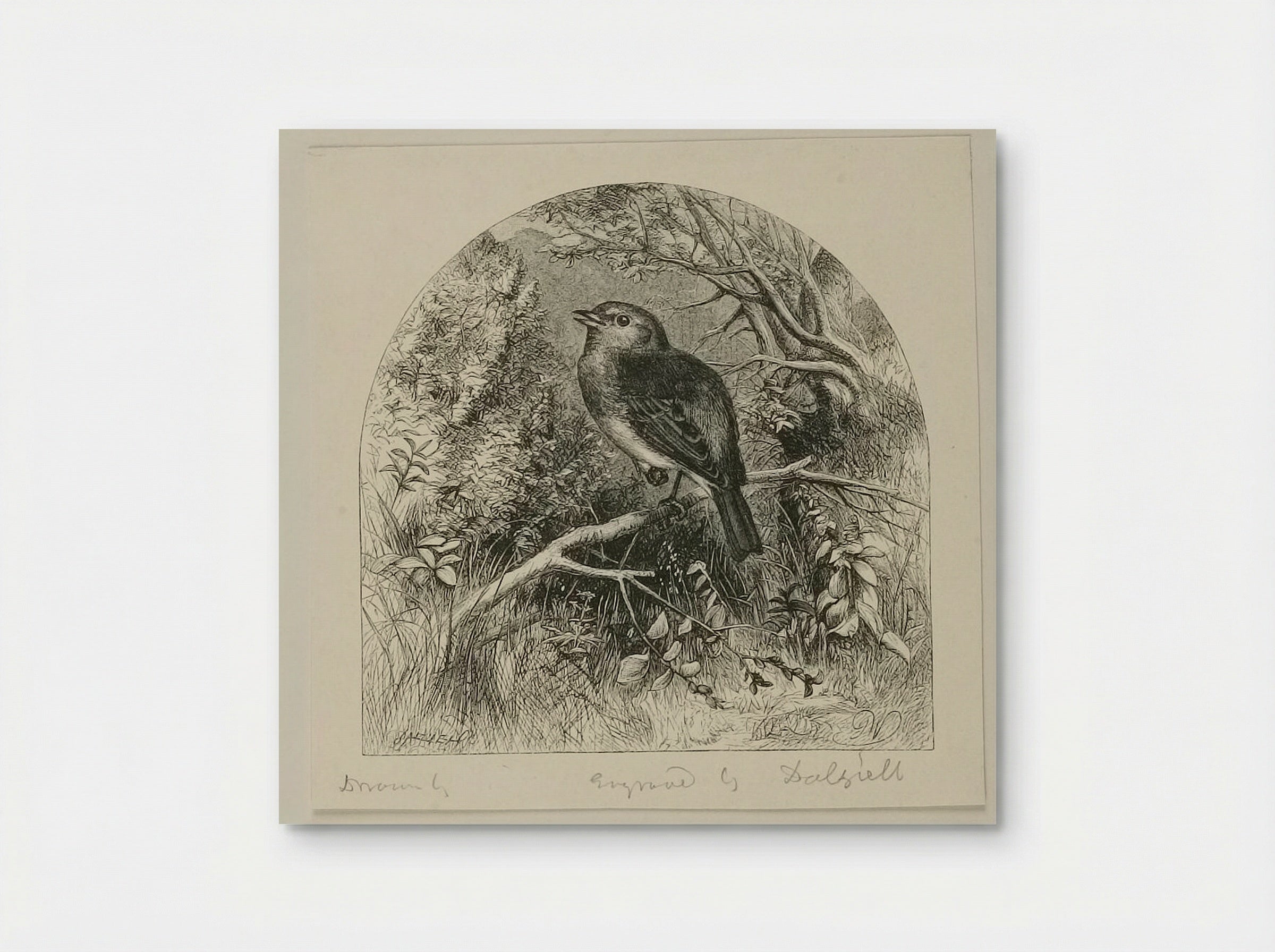 Robin - Edward Dalziel - Poster