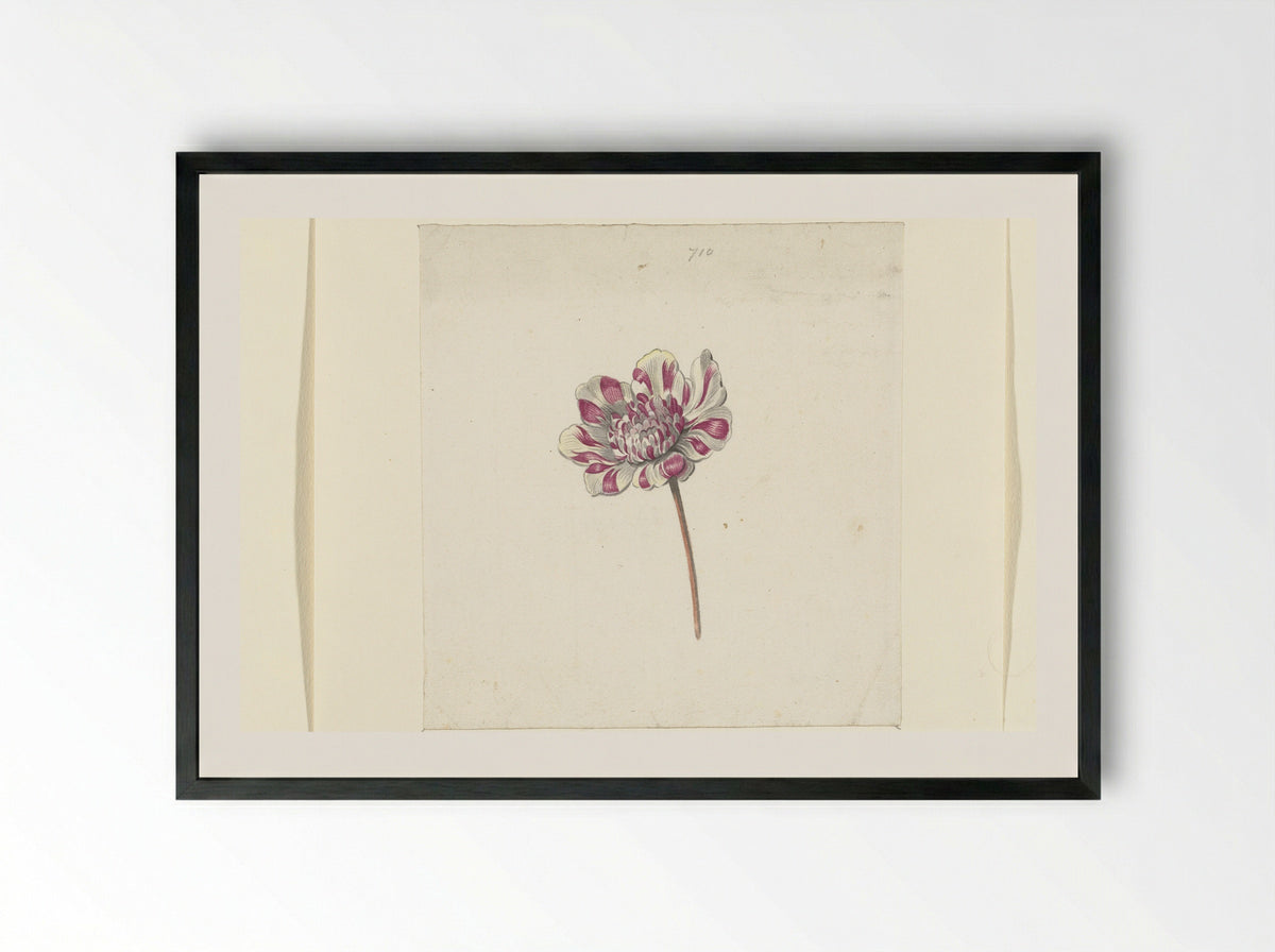 Rood-witte bloem - Anna Cornelia Moda - Framed Print Black