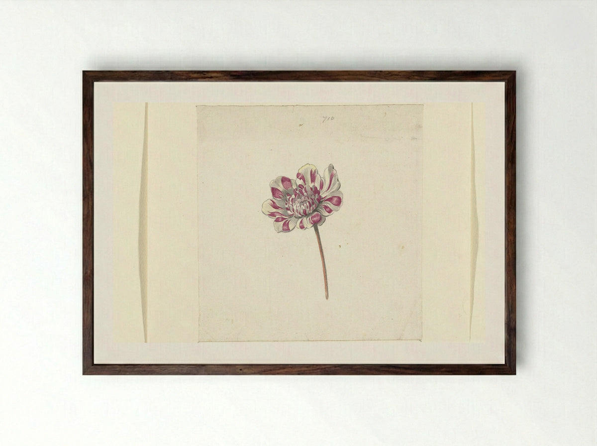 Rood-witte bloem - Anna Cornelia Moda - Framed Print Dark Wood