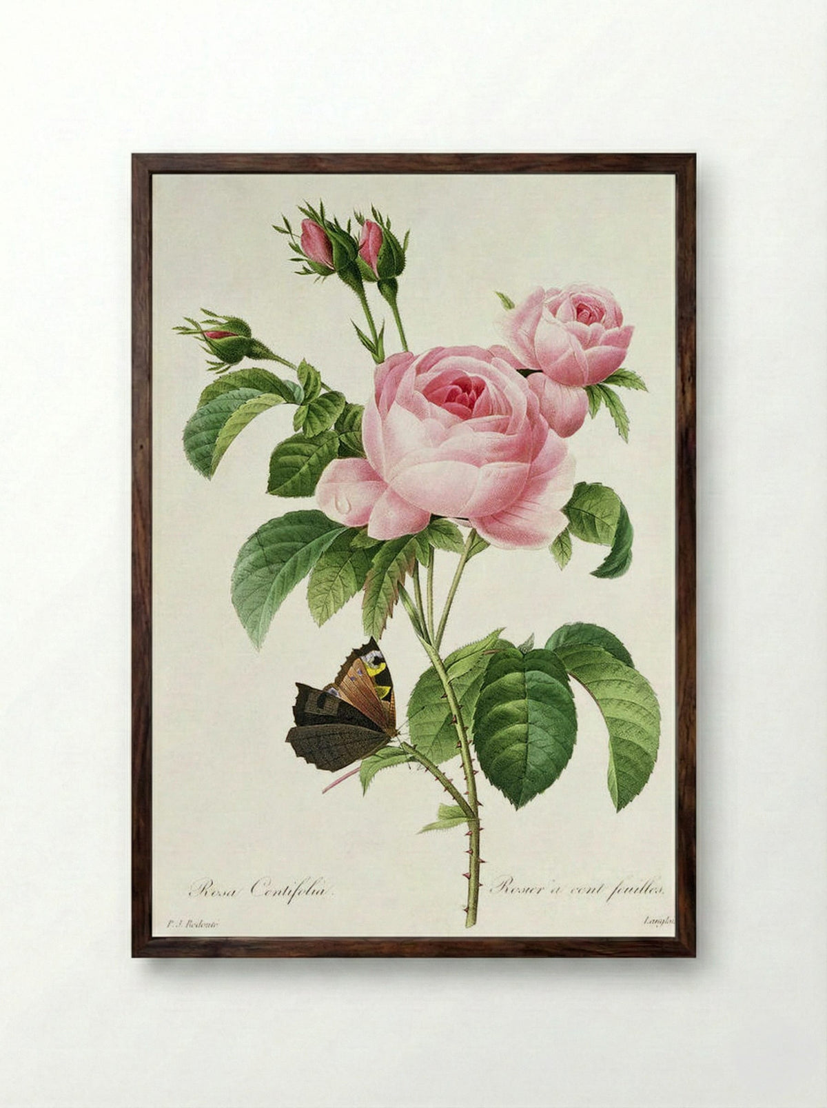 Rosa Centifolia - Pierre-Joseph Redouté - Framed Print Dark Wood