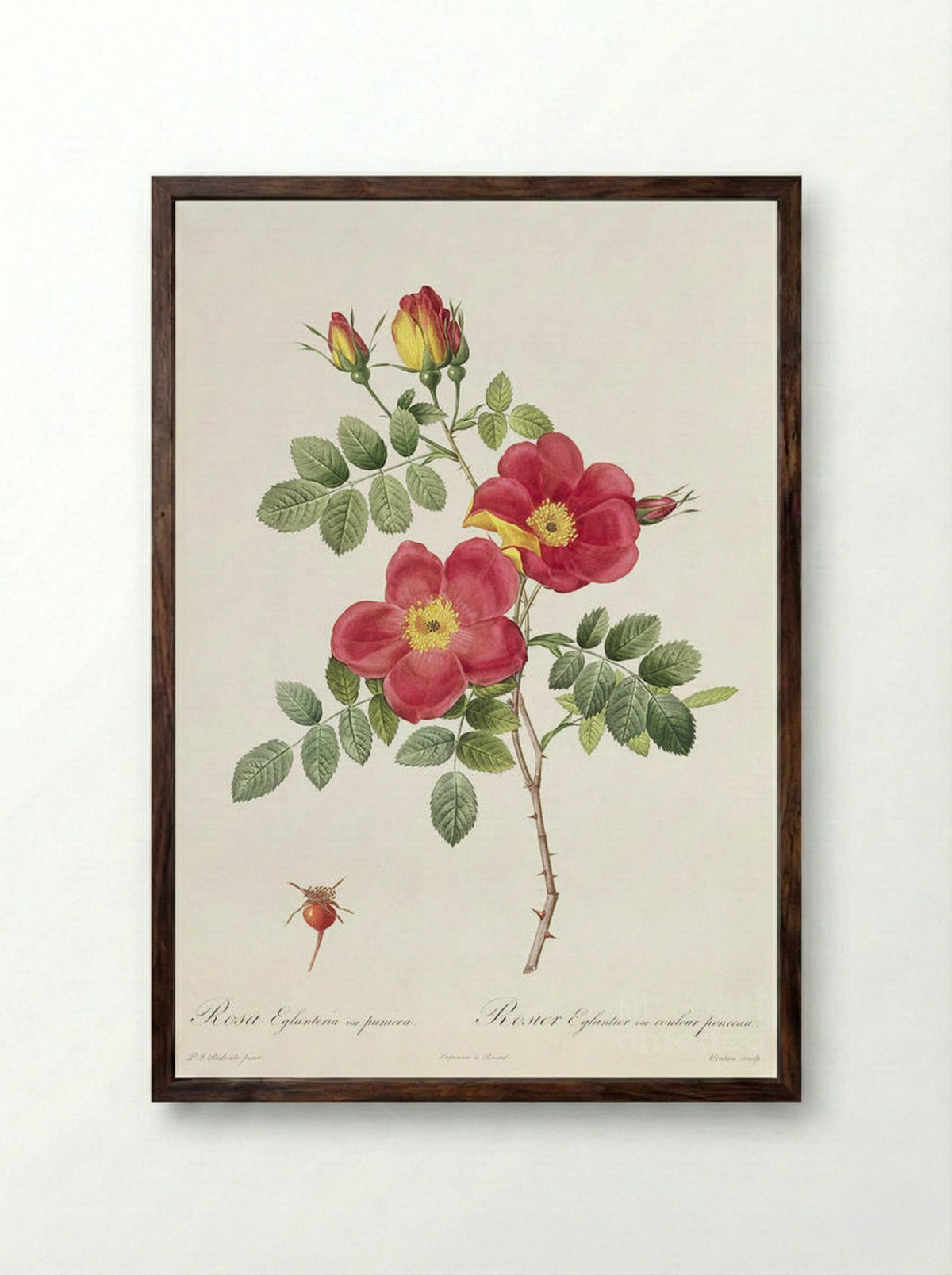 Rosa Eglanteria var. punicea - Pierre-Joseph Redouté - Framed Print Dark Wood