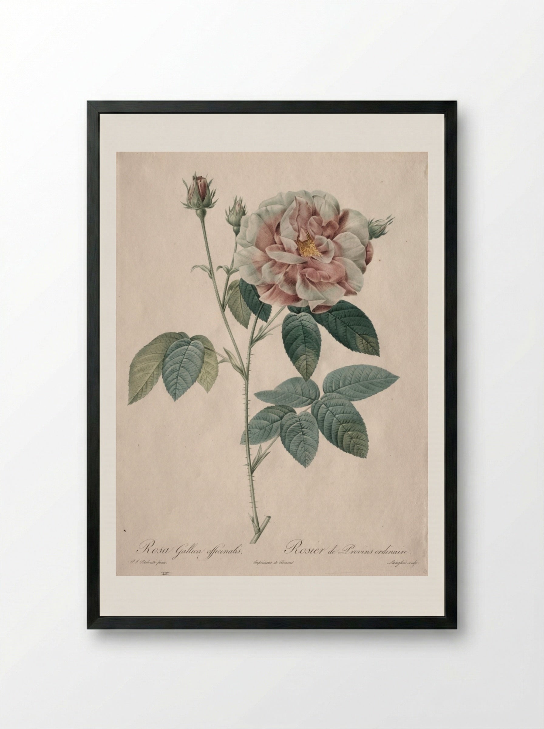 Rosa Gallica - Pierre-Joseph Redouté - Framed Print Black