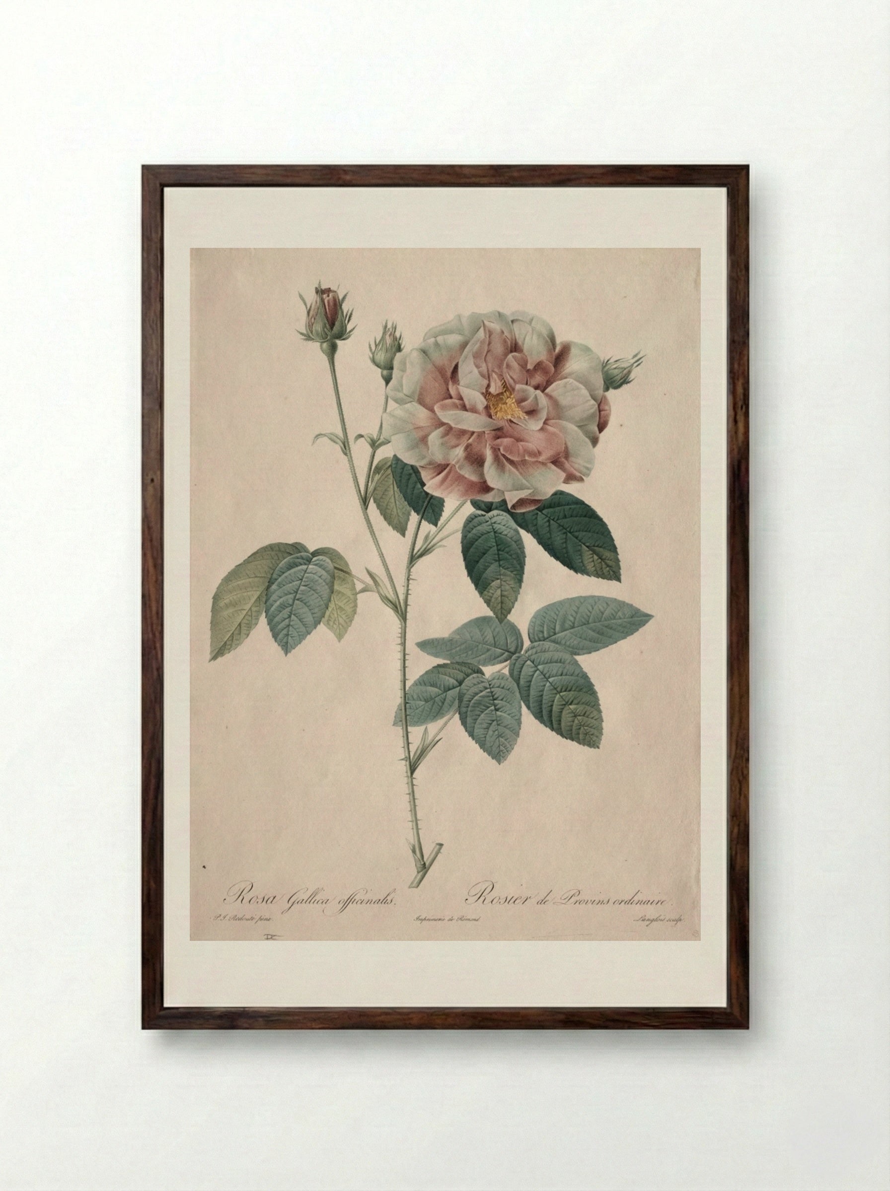 Rosa Gallica - Pierre-Joseph Redouté - Framed Print Dark Wood