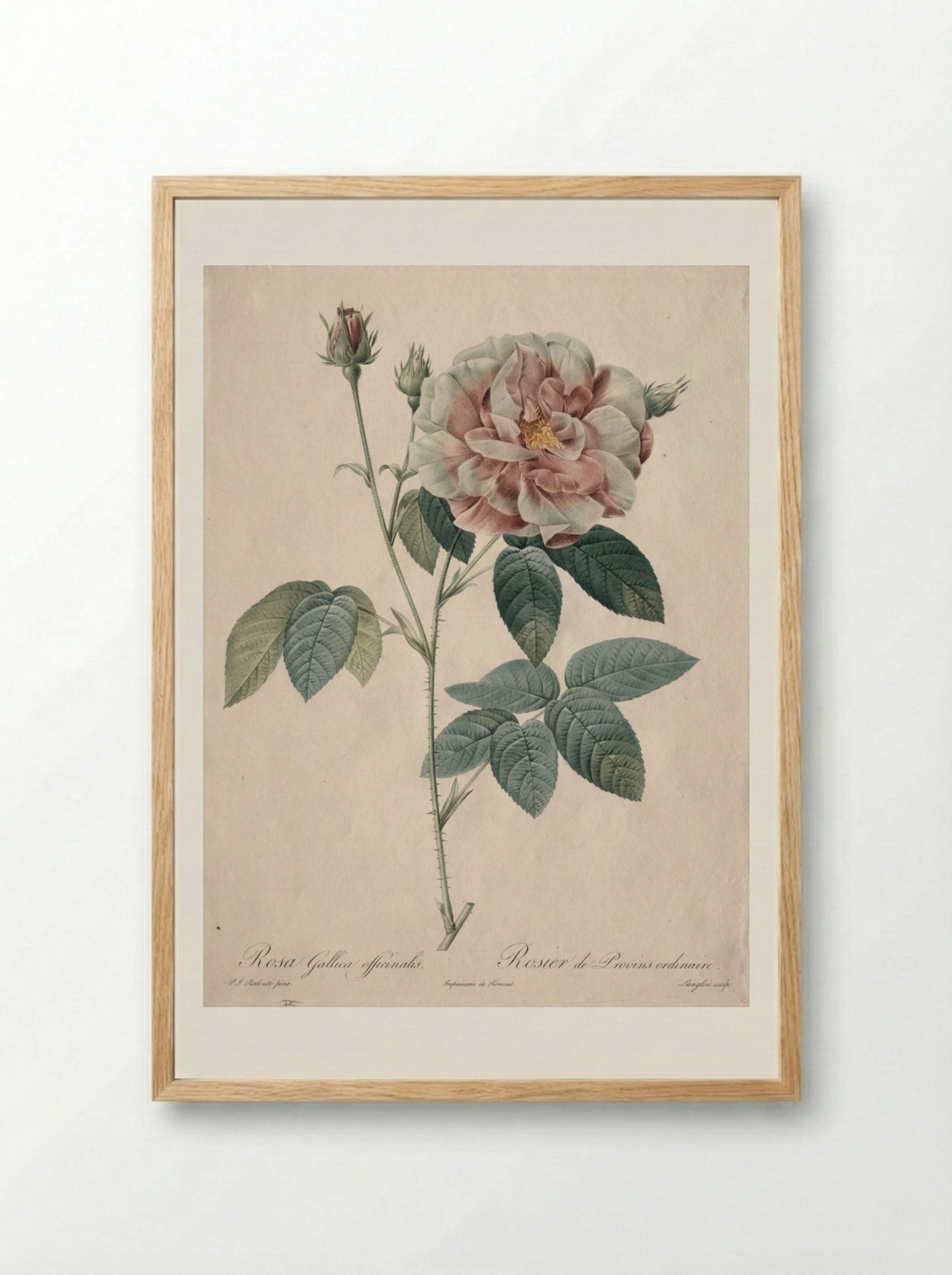 Rosa Gallica - Pierre-Joseph Redouté - Framed Print Wood