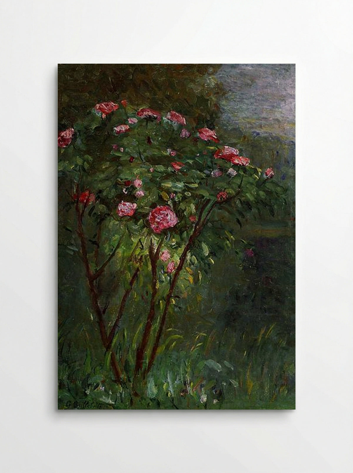 Rose Bush in Flower - Gustave Caillebotte - Poster