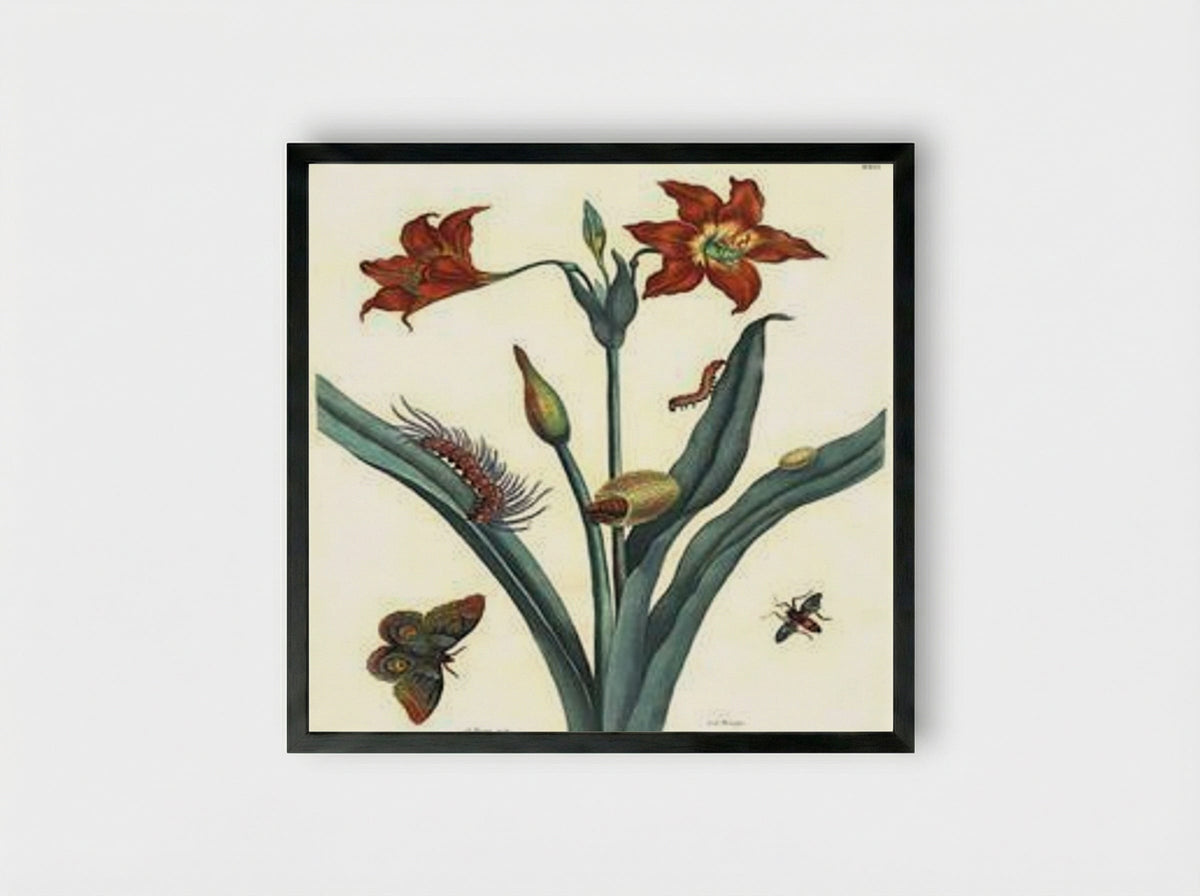 Rote Lilie - Maria Sibylla Merian - Framed Print Black