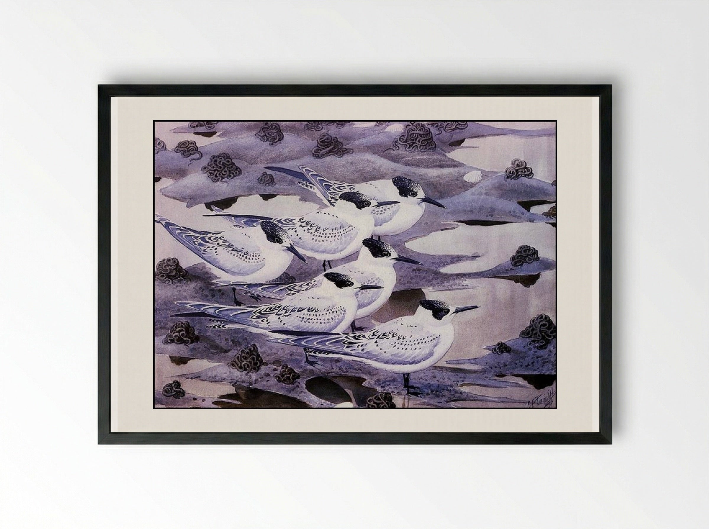 Sandwich Terns - Charles Tunnicliffe - Framed Print Black