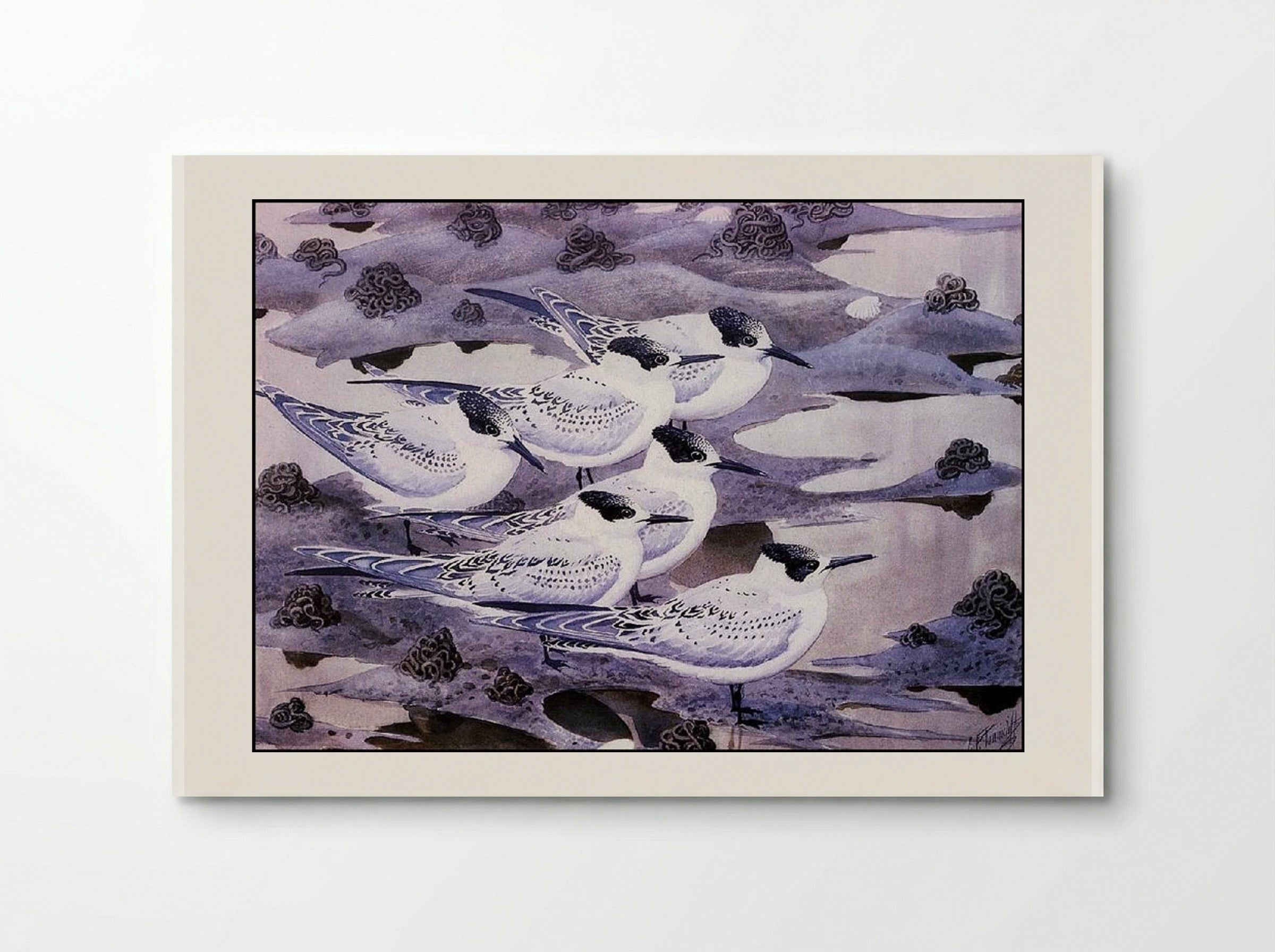 Sandwich Terns - Charles Tunnicliffe - Poster