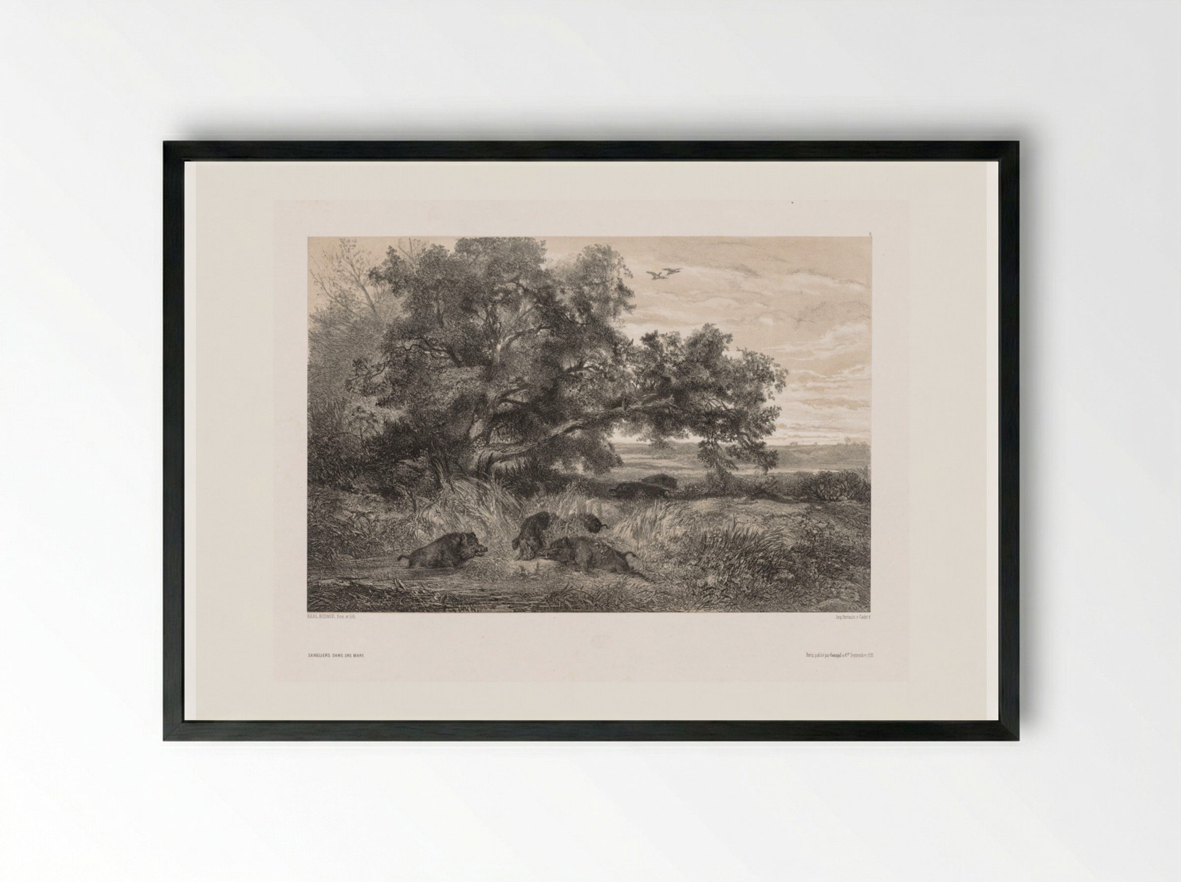 Sangliers dans une mare (Wild Boar in a Pond) - Karl Bodmer - Framed Print Black