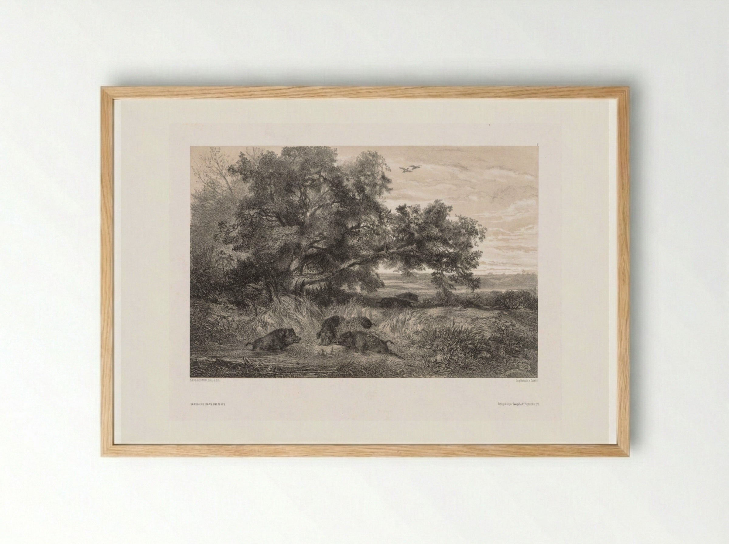 Sangliers dans une mare (Wild Boar in a Pond) - Karl Bodmer - Framed Print Wood