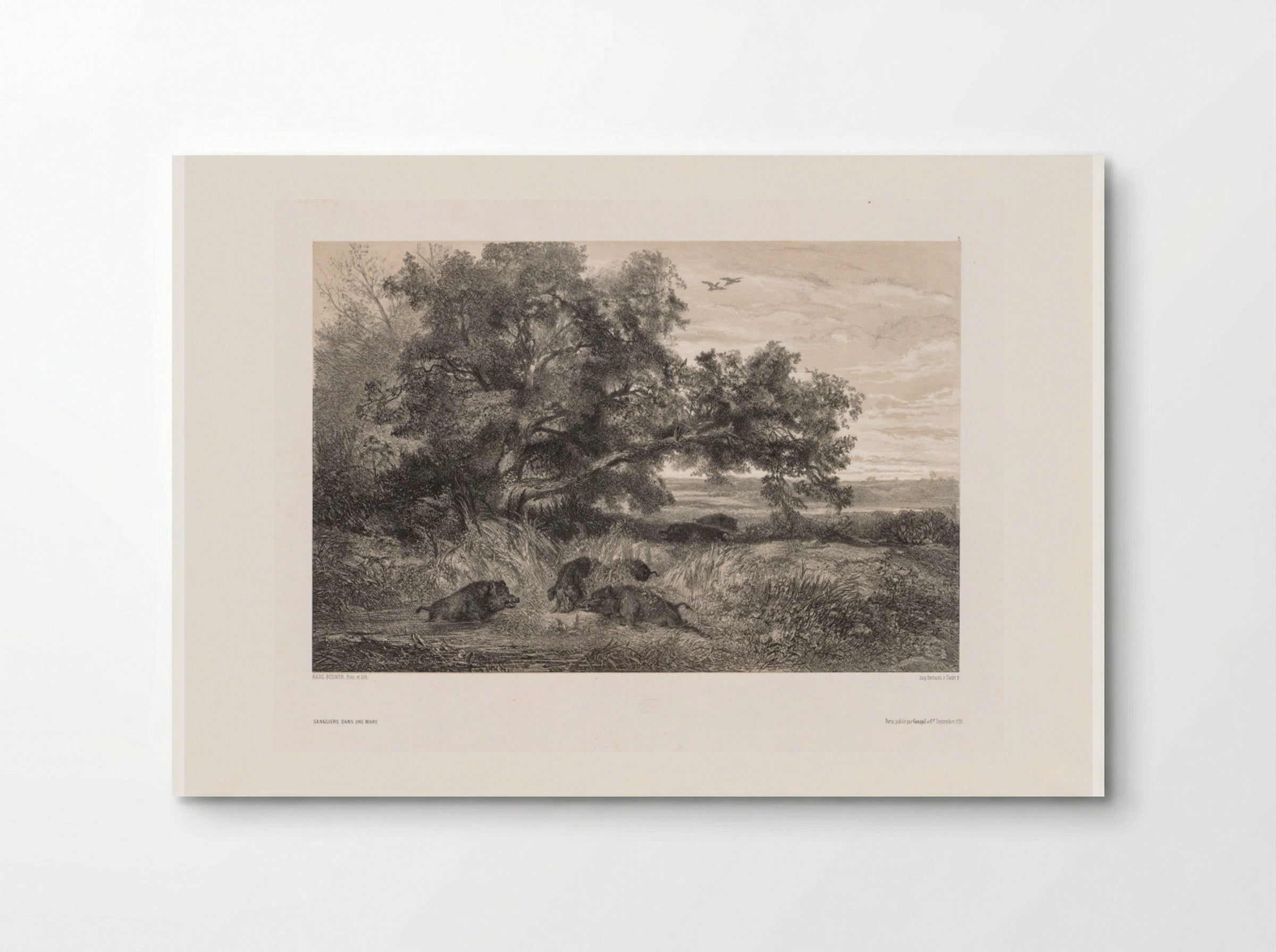Sangliers dans une mare (Wild Boar in a Pond) - Karl Bodmer - Poster