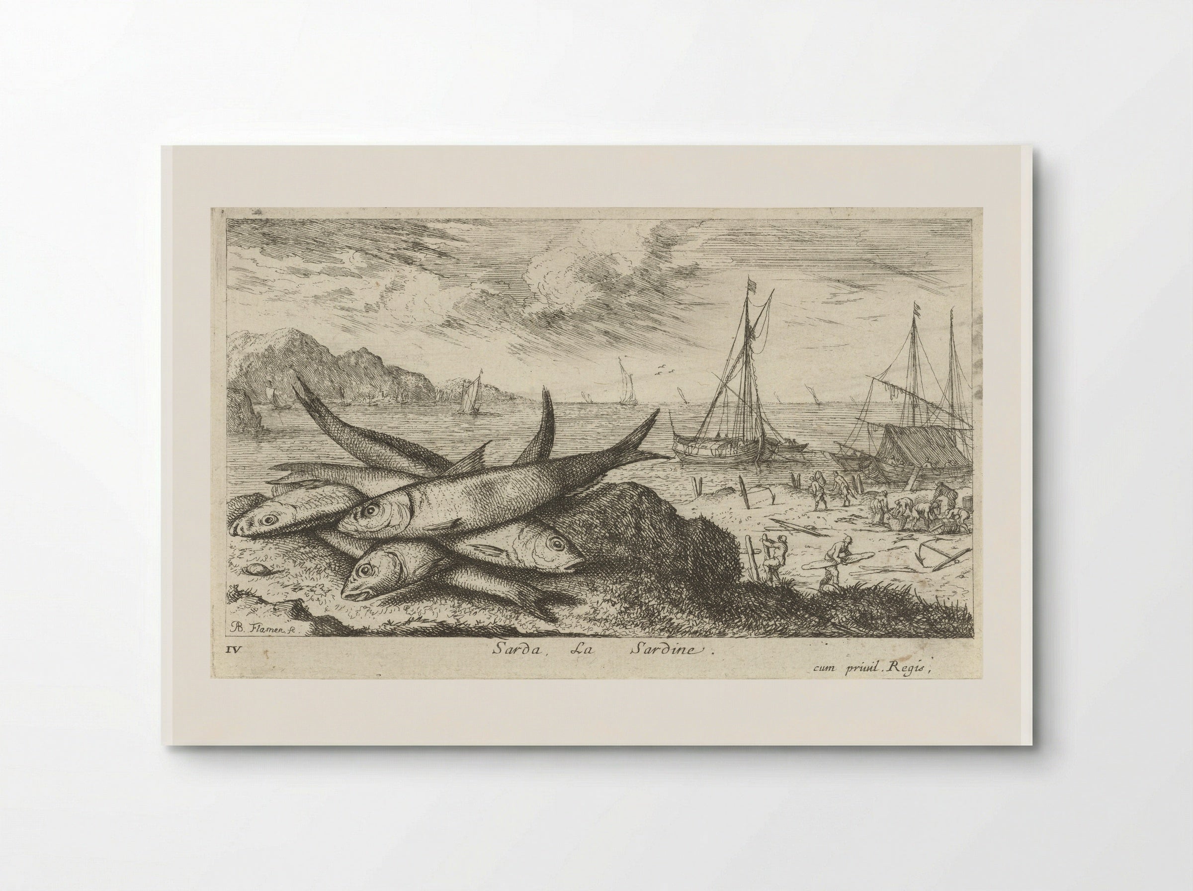 Sarda, La Sardine - Albert Flamen - Poster