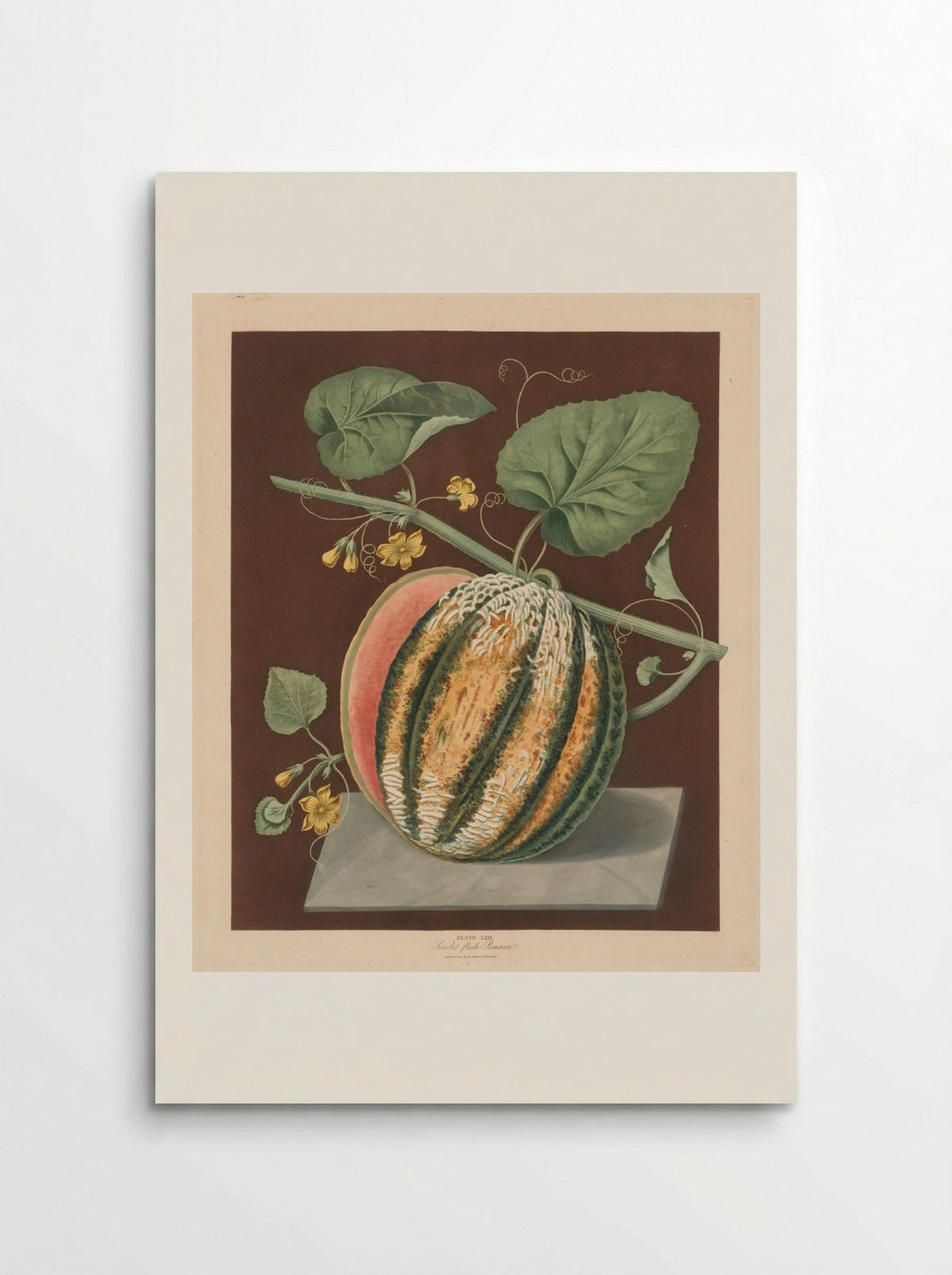 Scarlet Flesh Romana Melon - George Brookshaw - Poster