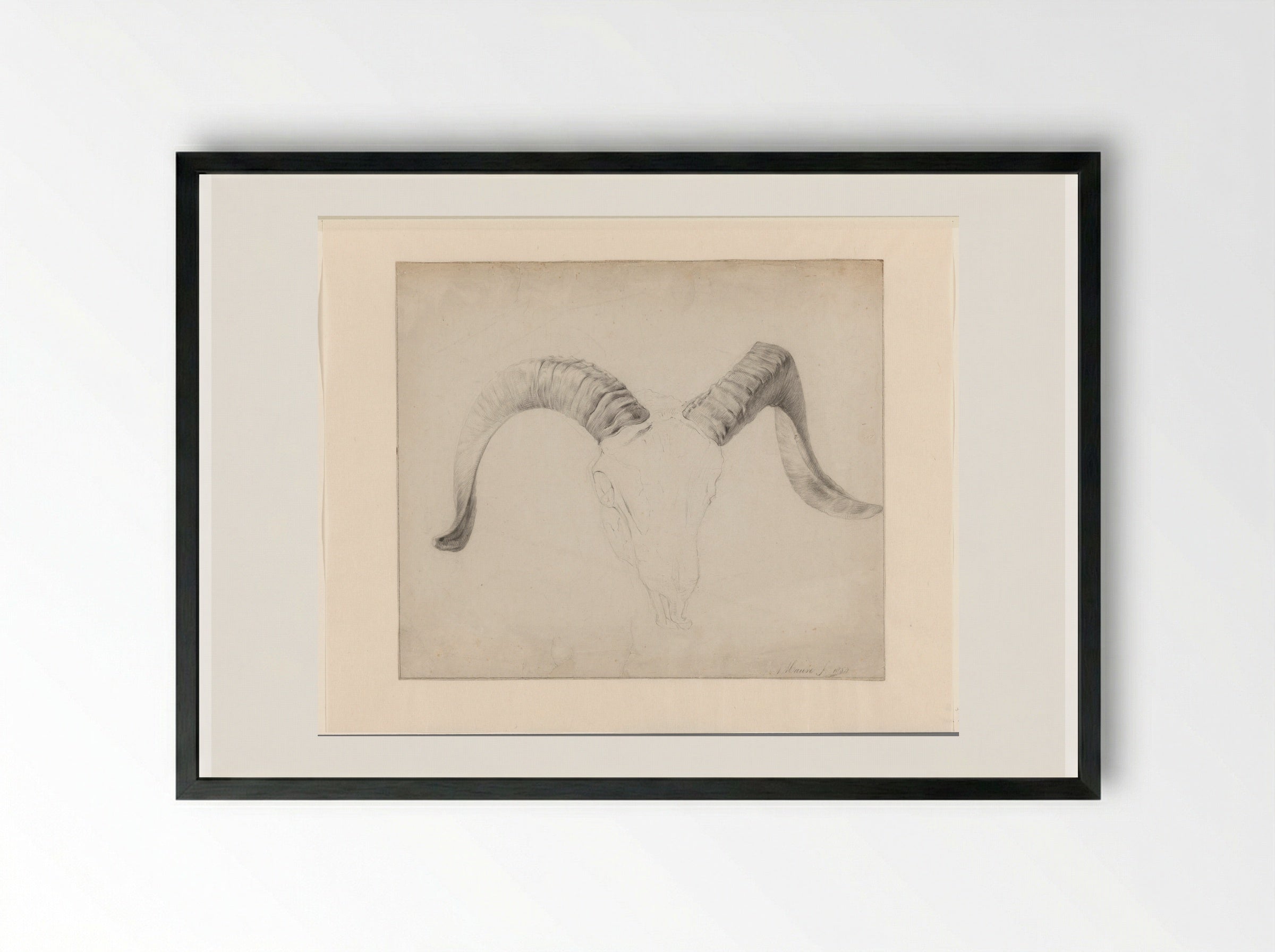 Schedel van een bok, de horens uitgewerkt - Anton Mauve - Framed Print Black