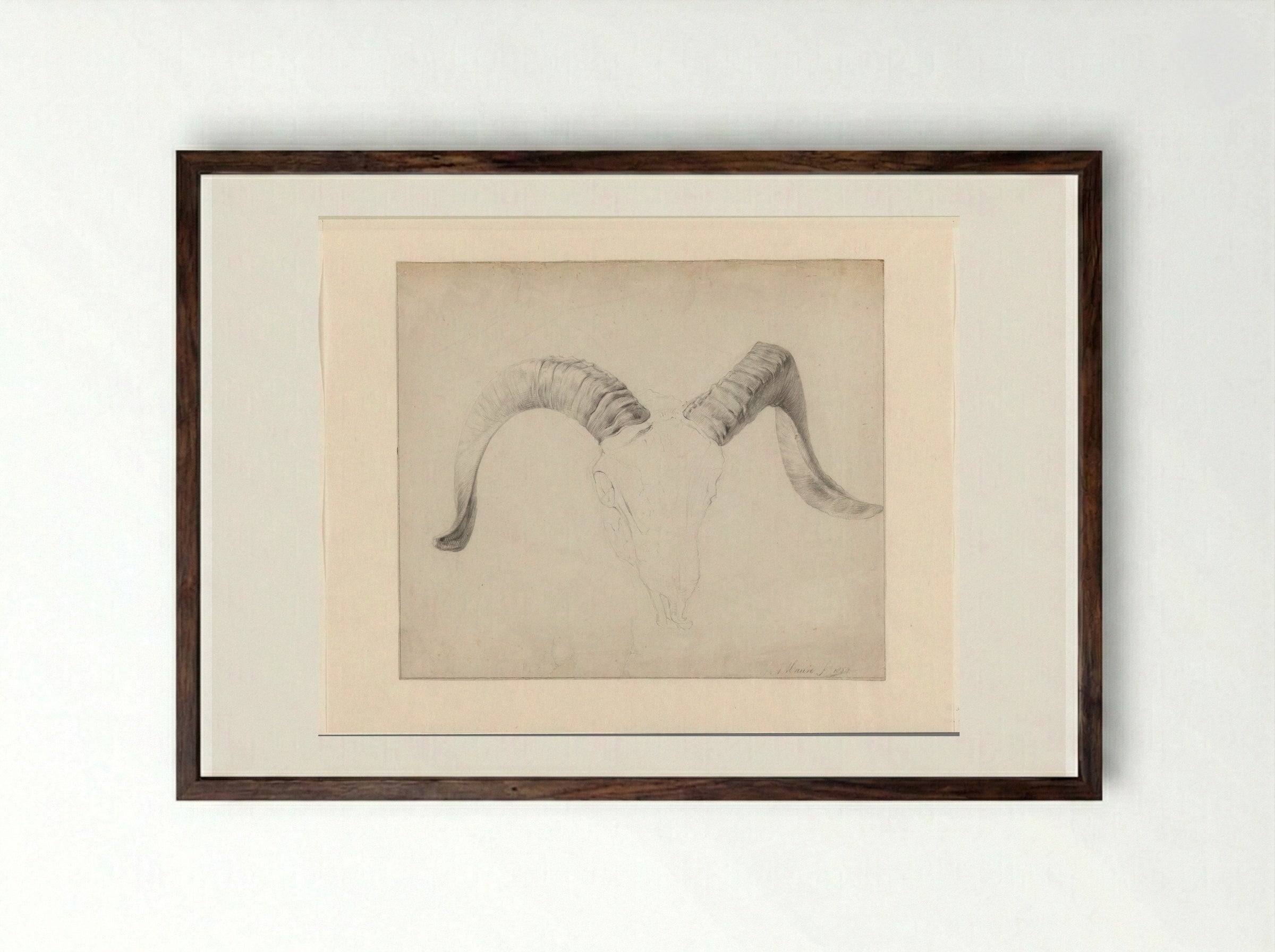 Schedel van een bok, de horens uitgewerkt - Anton Mauve - Framed Print Dark Wood