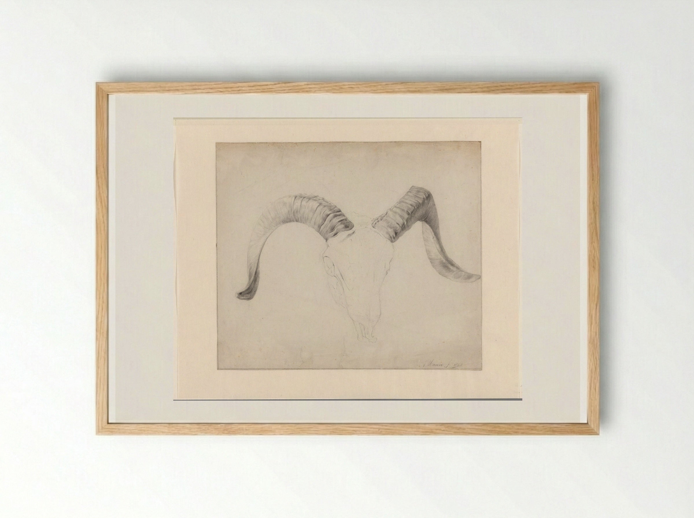 Schedel van een bok, de horens uitgewerkt - Anton Mauve - Framed Print Wood