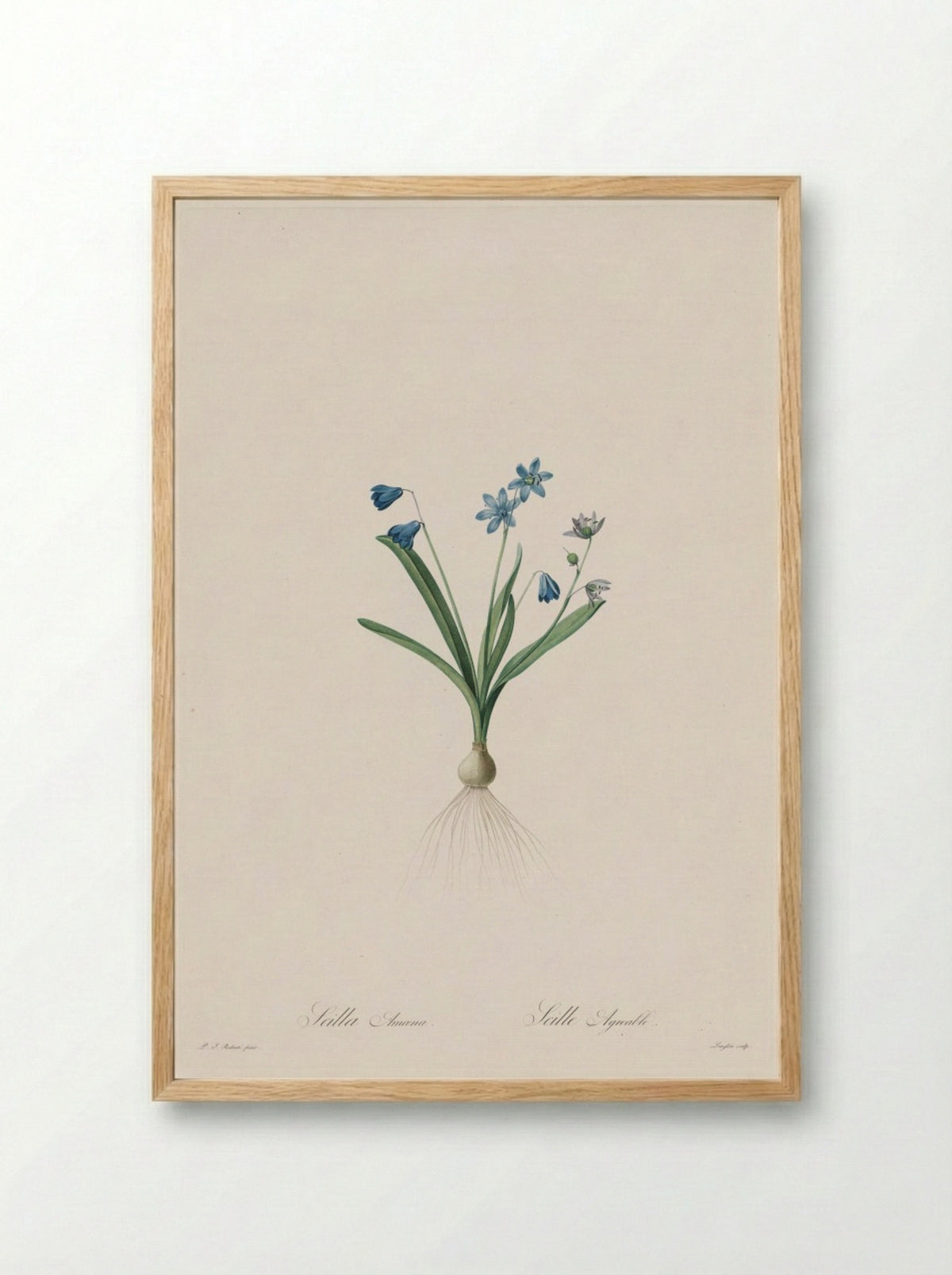 Scilla amoena - Pierre-Joseph Redouté - Framed Print Wood