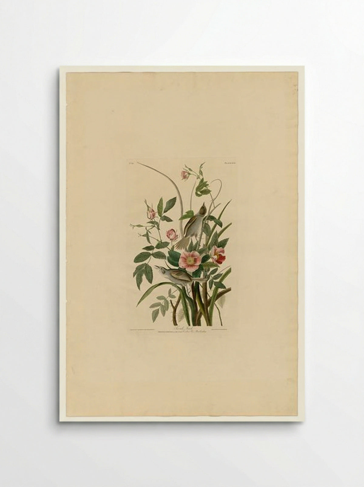 Sea-side Finch (Plate 93) - John James Audubon - Poster