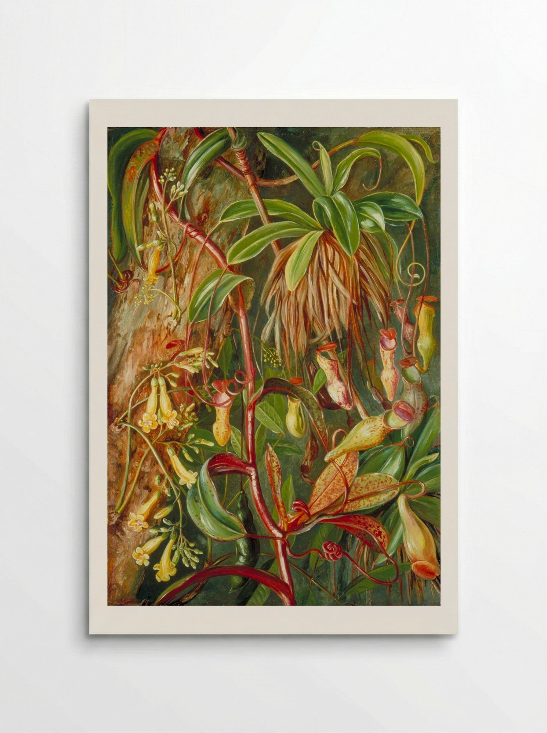 Seychelles Pitcher Plant and Bilimb Marron - Marianne North - Poster