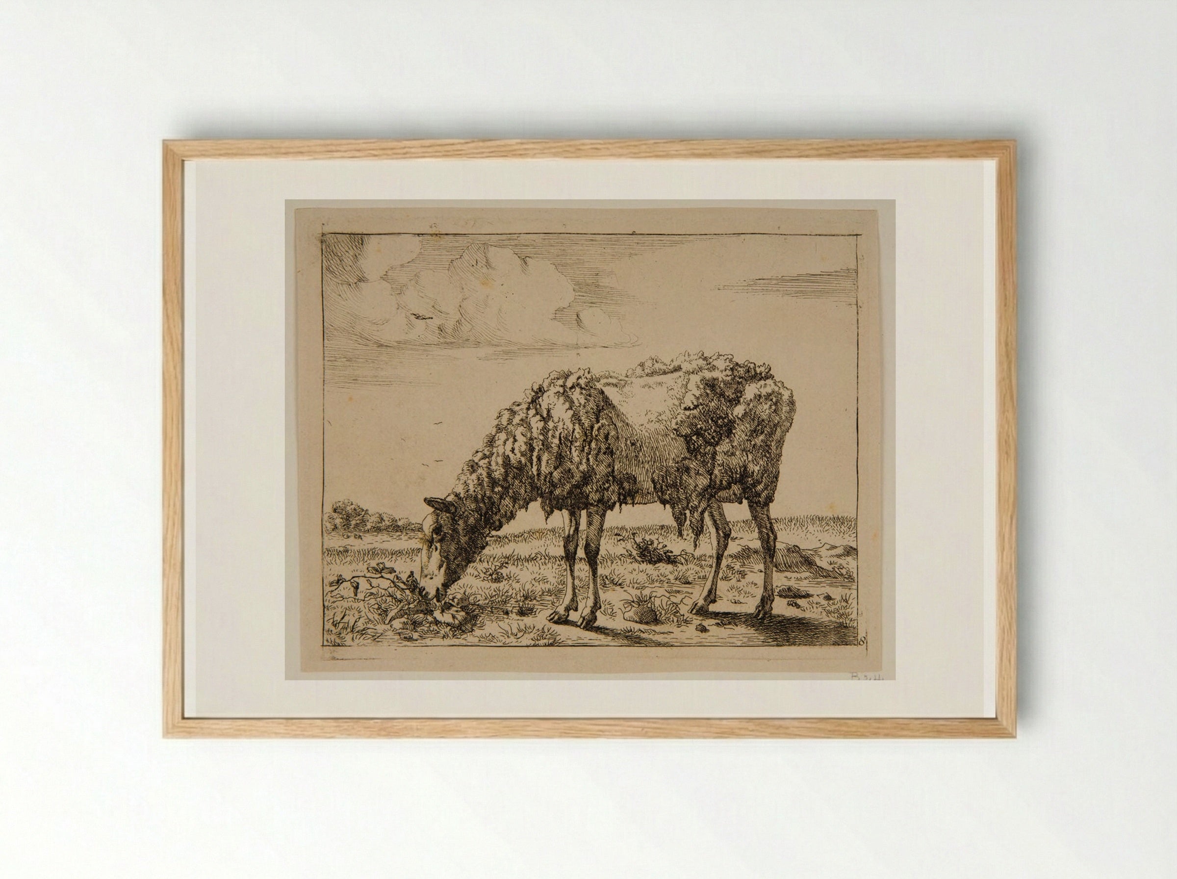 Sheep Partly Sheared - Marcus de Bye - Framed Print Wood