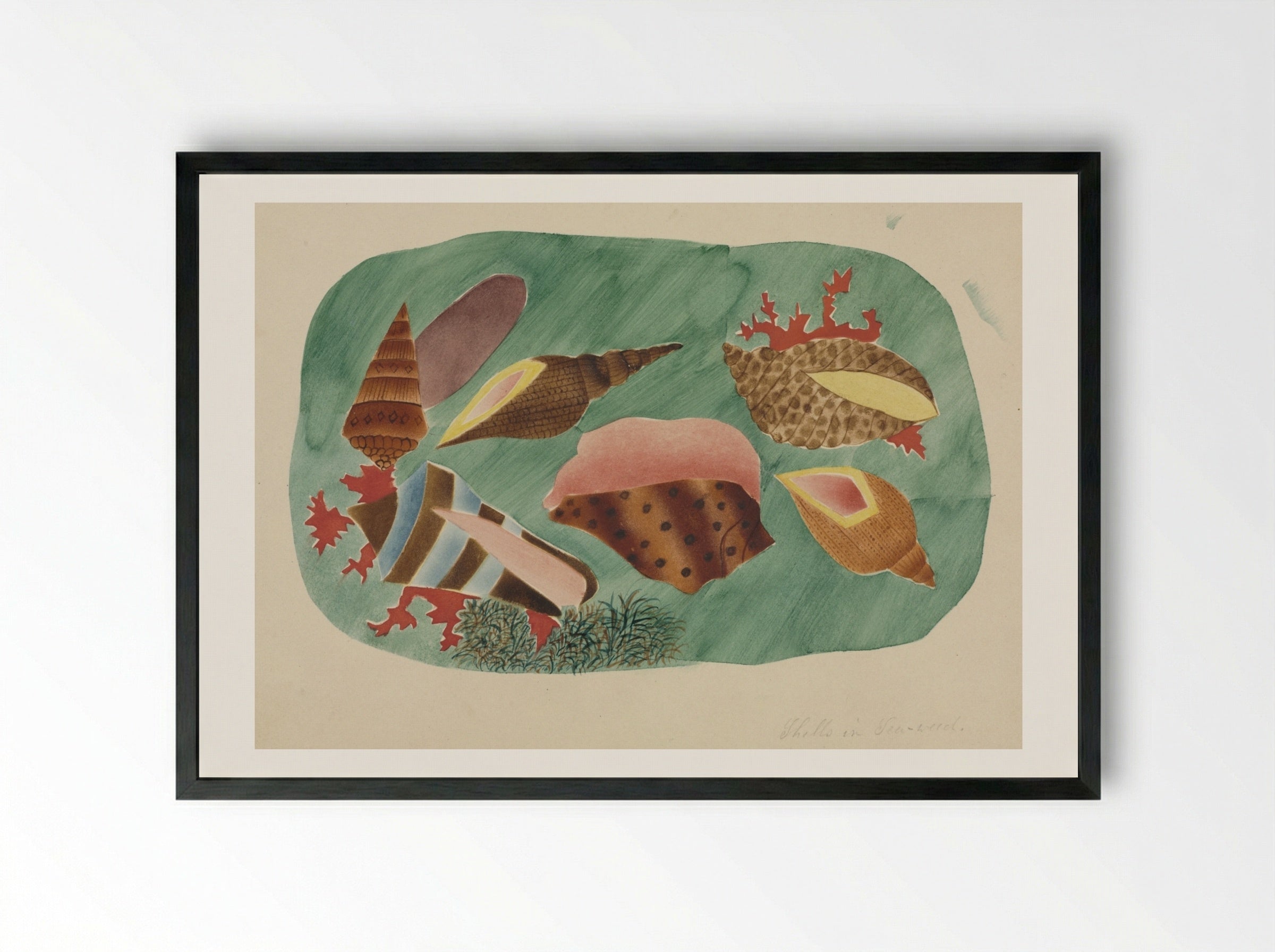 Shells in Seaweed - Mary Altha Nims - Framed Print Black