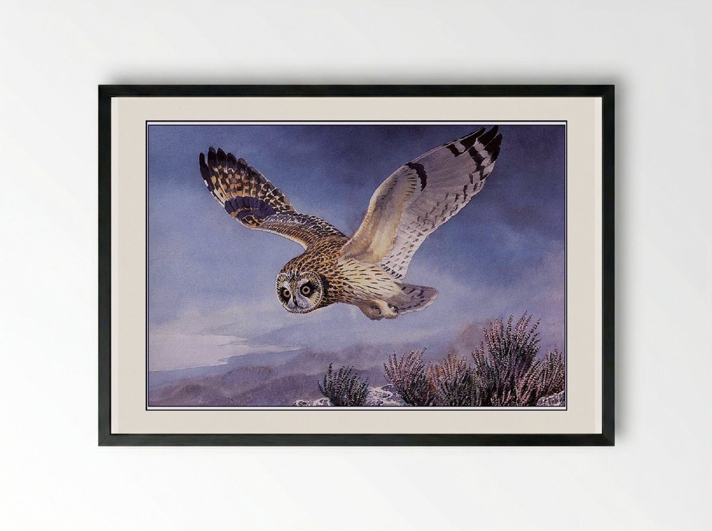 Short-eared Owl - Charles Tunnicliffe - Framed Print Black