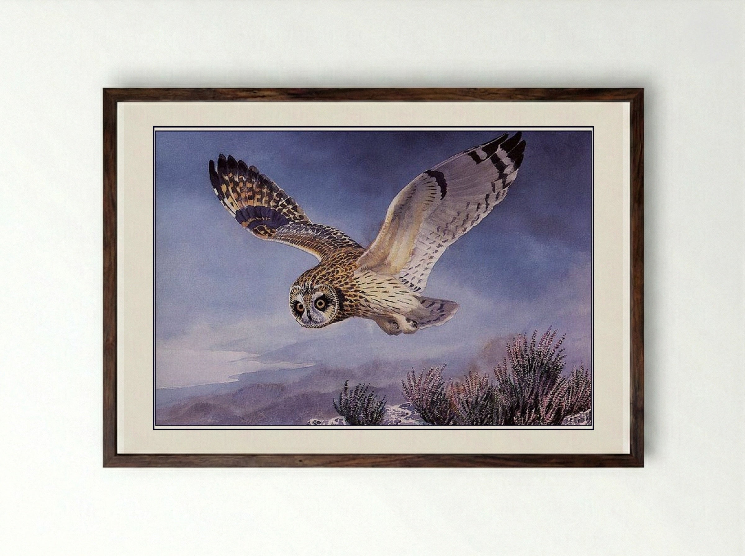 Short-eared Owl - Charles Tunnicliffe - Framed Print Dark Wood