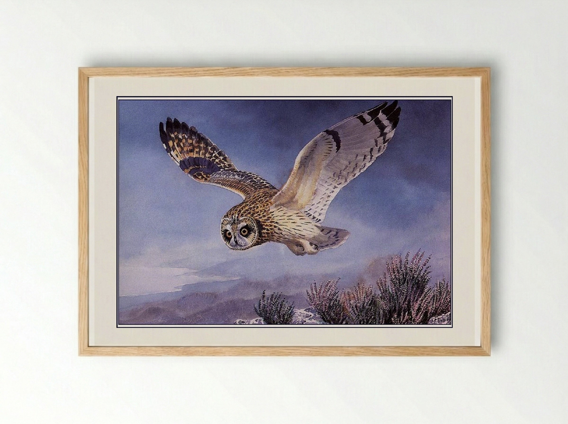 Short-eared Owl - Charles Tunnicliffe - Framed Print Wood