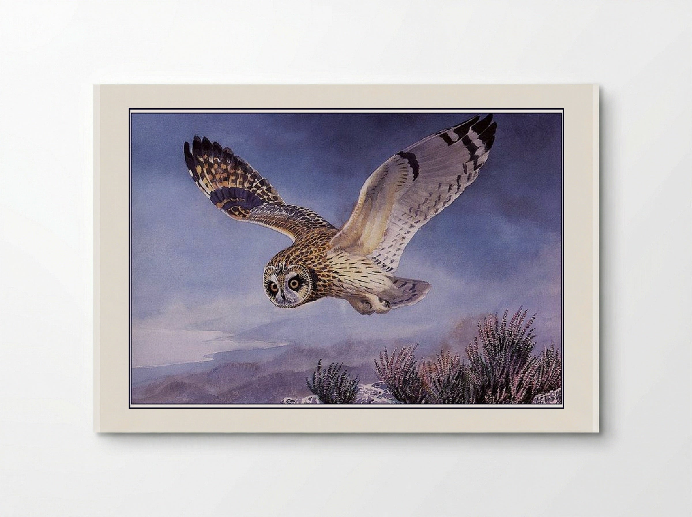 Short-eared Owl - Charles Tunnicliffe - Poster