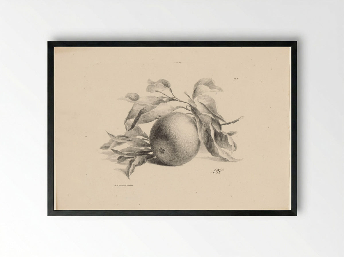 Sinaasappel (Orange) - Anton Weiss - Framed Print Black
