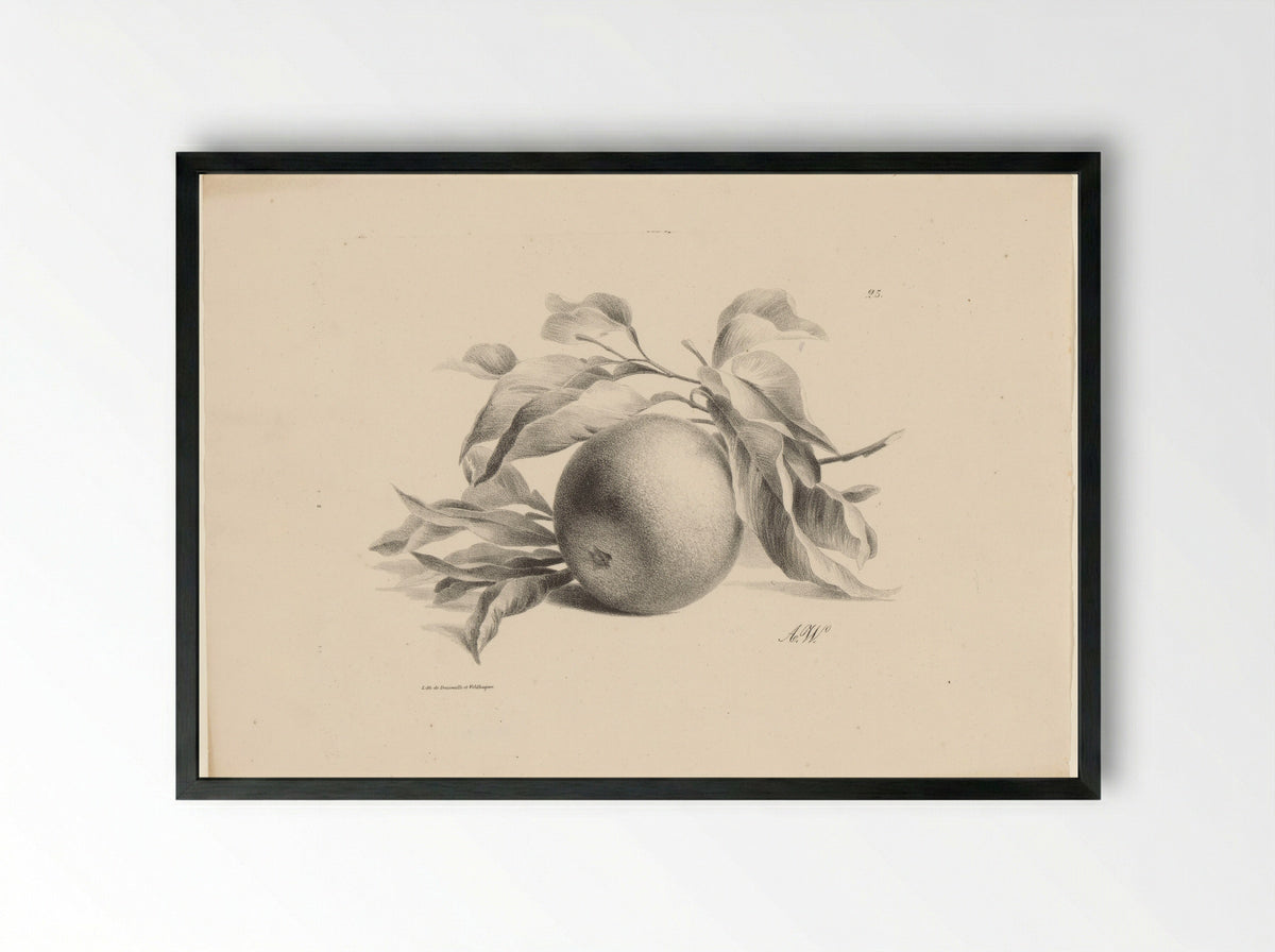 Sinaasappel (Orange) - Anton Weiss - Framed Print Black