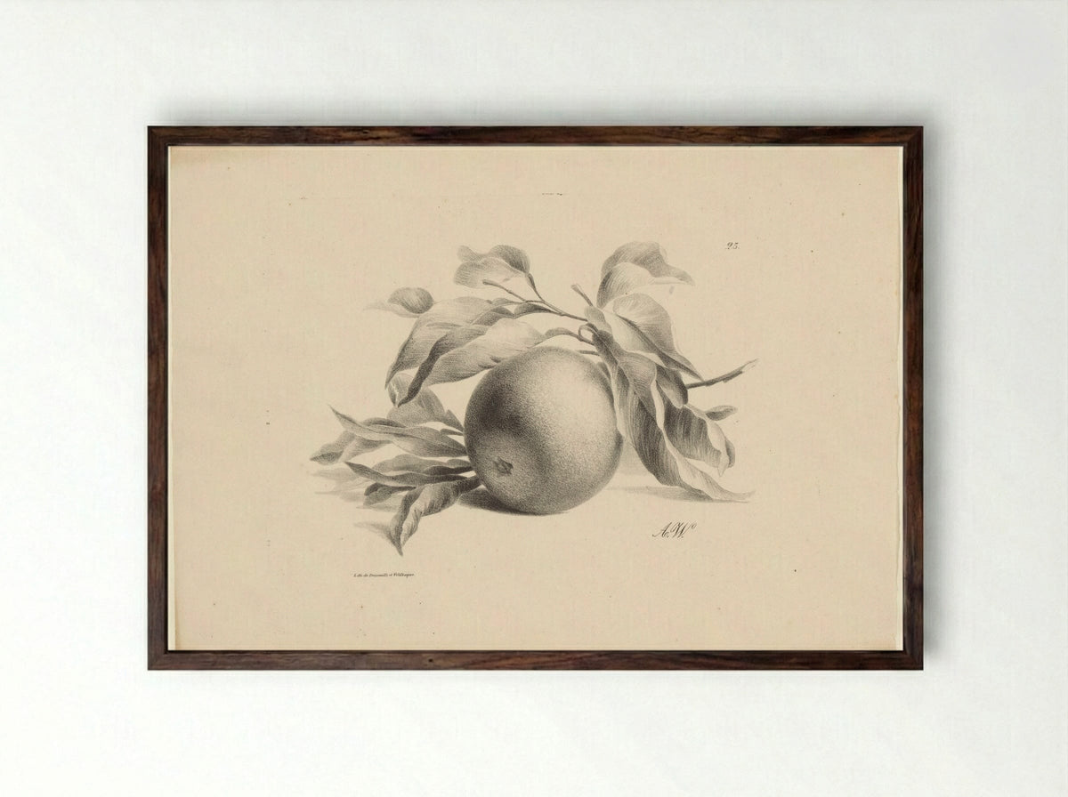 Sinaasappel (Orange) - Anton Weiss - Framed Print Dark Wood