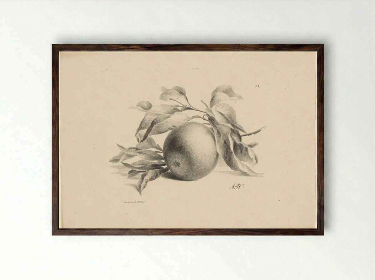 Sinaasappel (Orange) - Anton Weiss - Framed Print Dark Wood