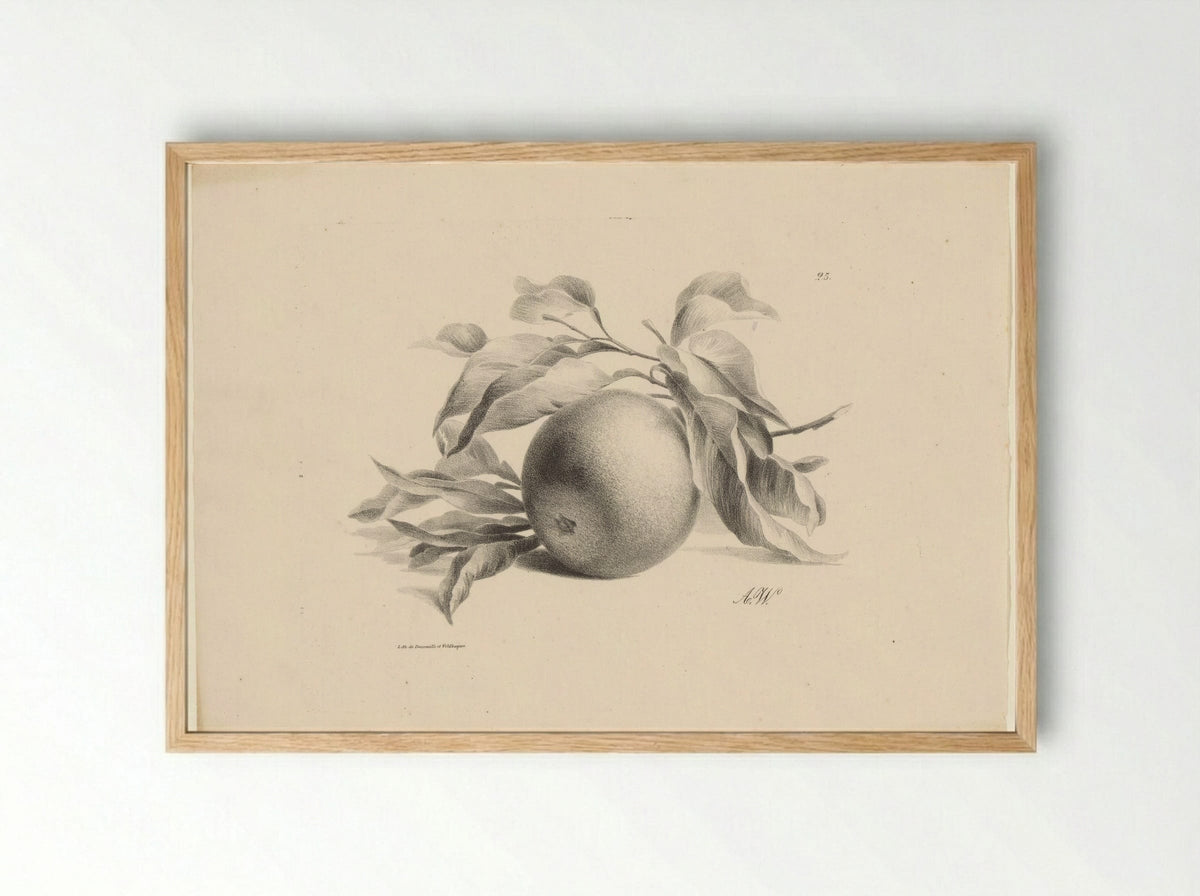 Sinaasappel (Orange) - Anton Weiss - Framed Print Wood
